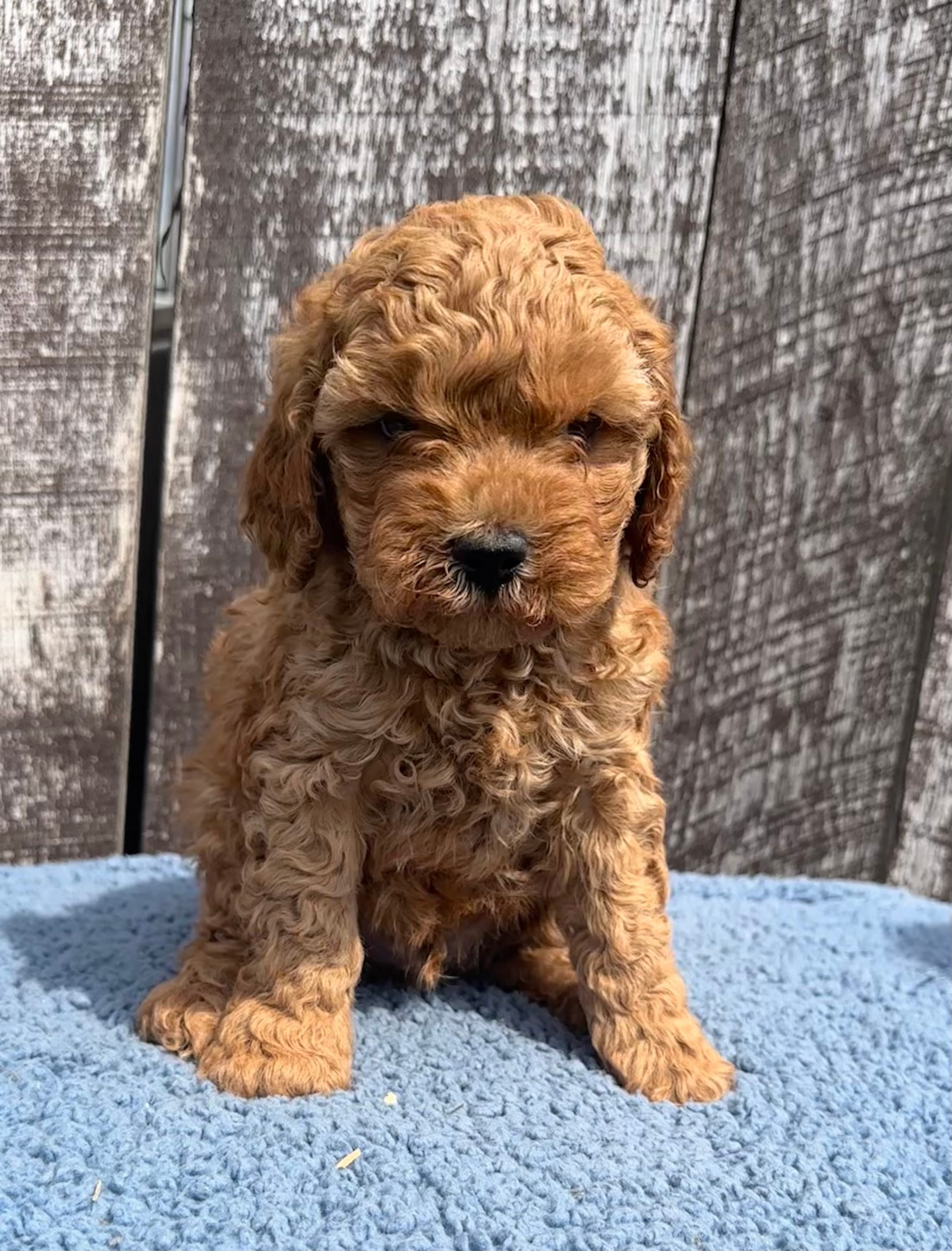 Mickey – Cavapoo puppy for sale in Camden, MI