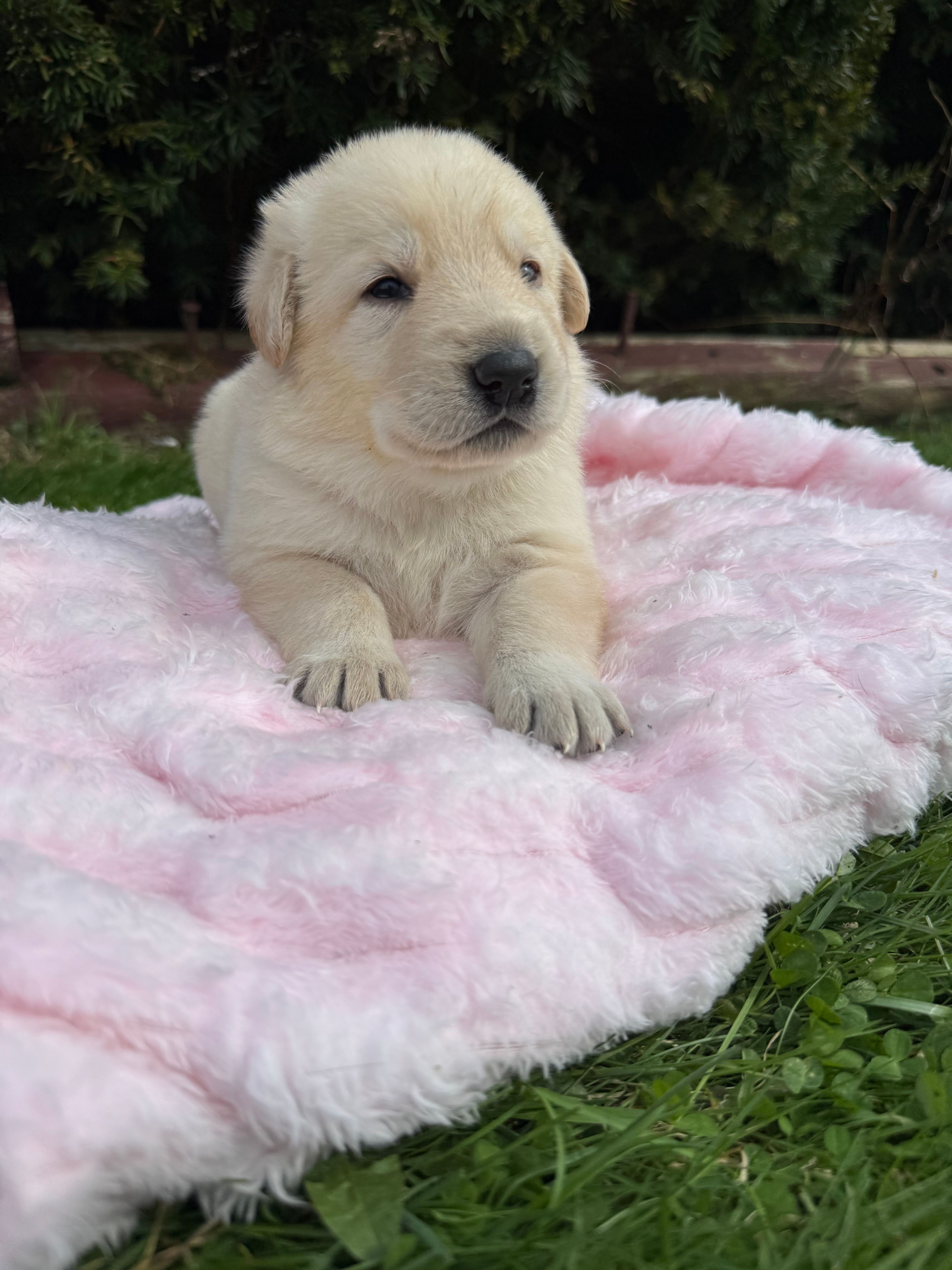 Jellybean – German Shepherd Dog puppy for sale in Pennellville, NY