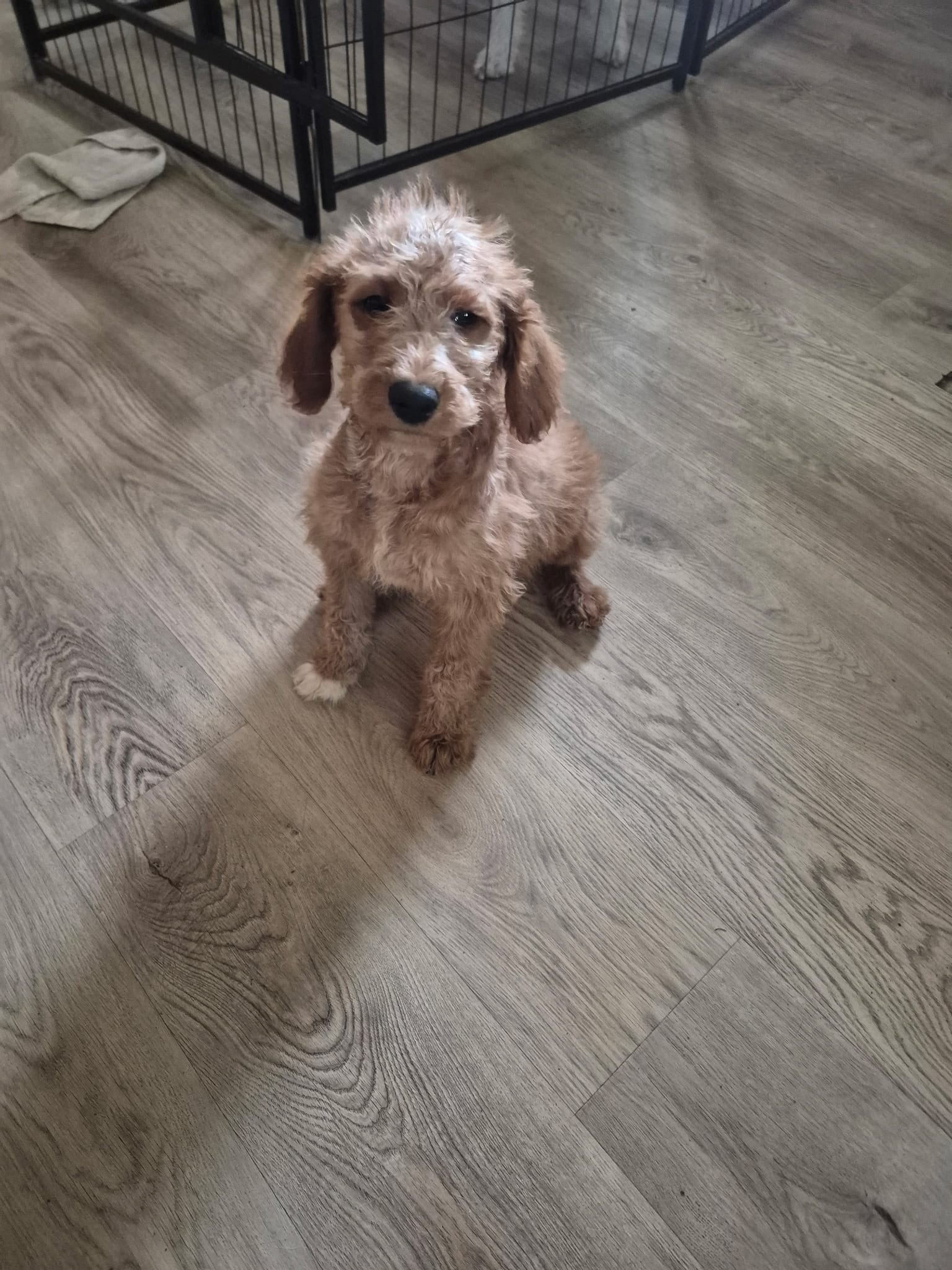 Riley – Miniature Goldendoodle puppy for sale in Mansfield, MA
