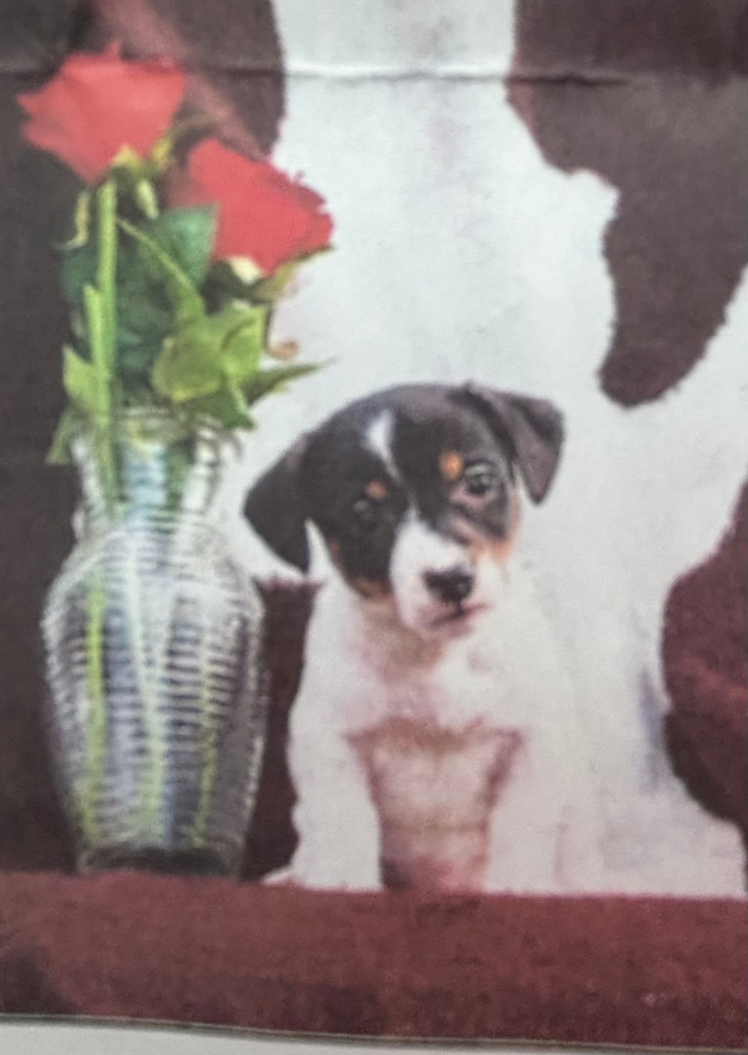 Clyde  – Jack Russell Terrier puppy for sale in Mansfield, MA
