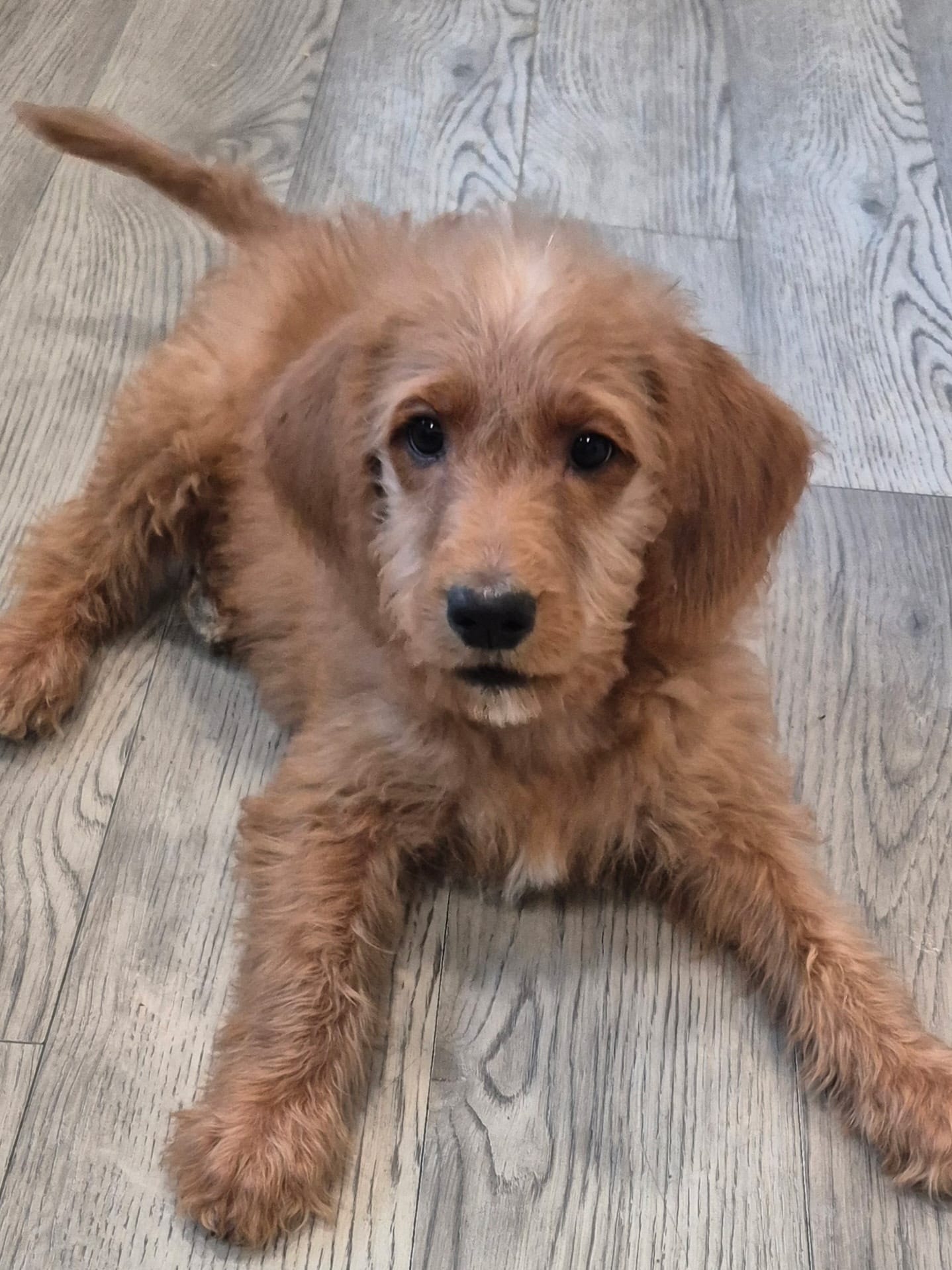 Amber  – Miniature Goldendoodle puppy for sale in Mansfield, MA