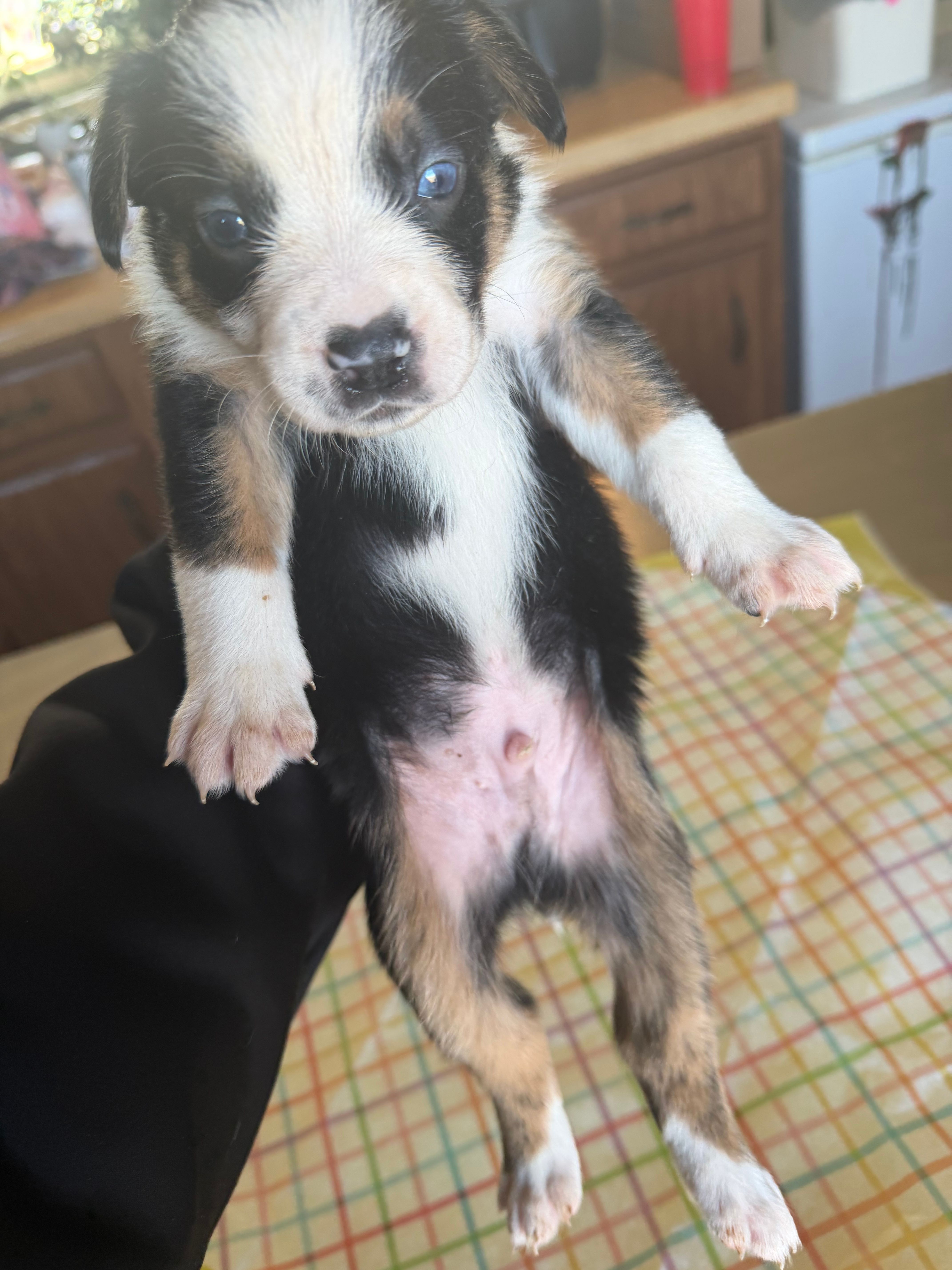Wren – Boston Terrier, Border Collie puppy for sale in Platteville, WI