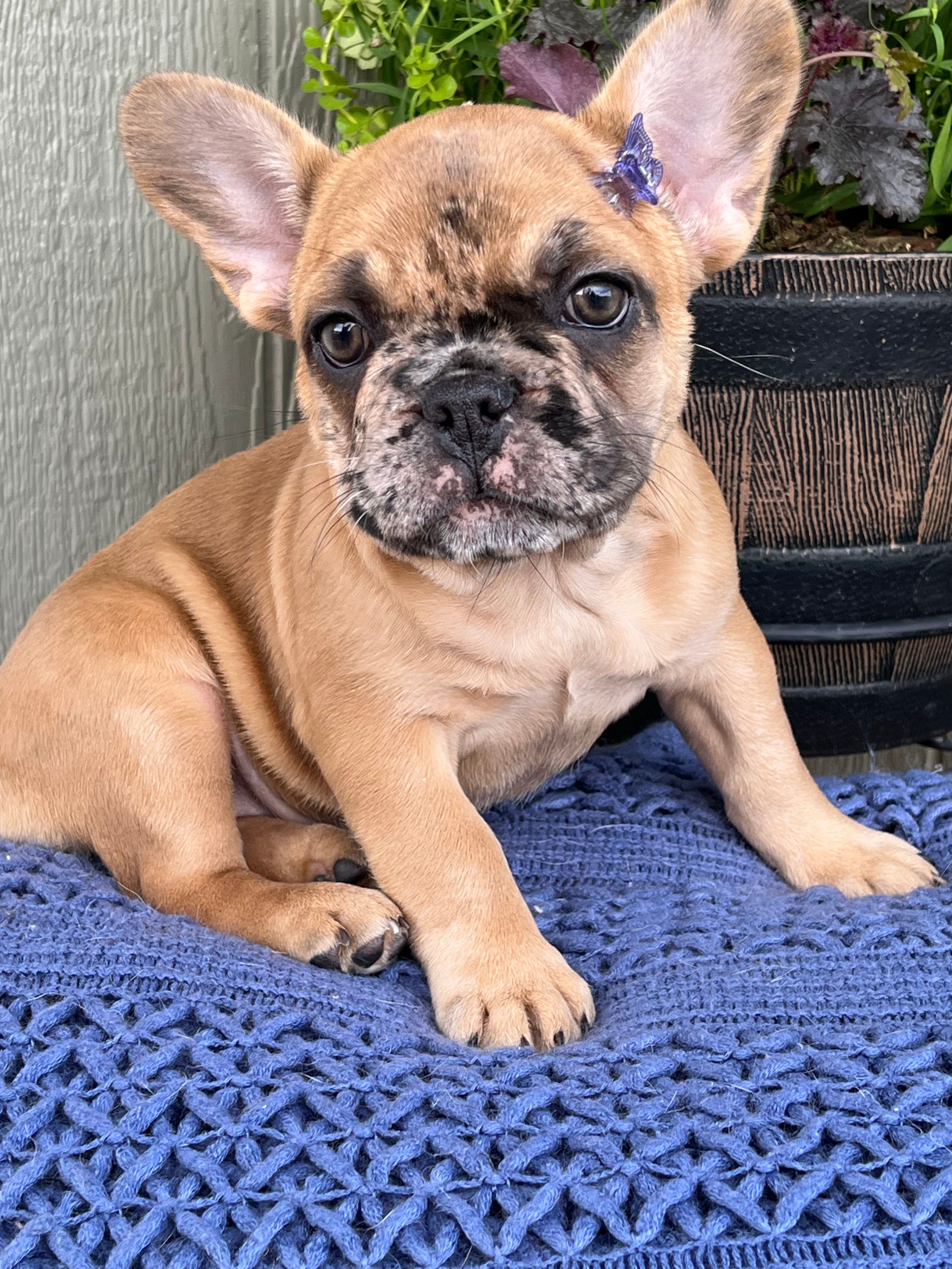 Daisy – French Bulldog puppy for sale in Middleton, ID