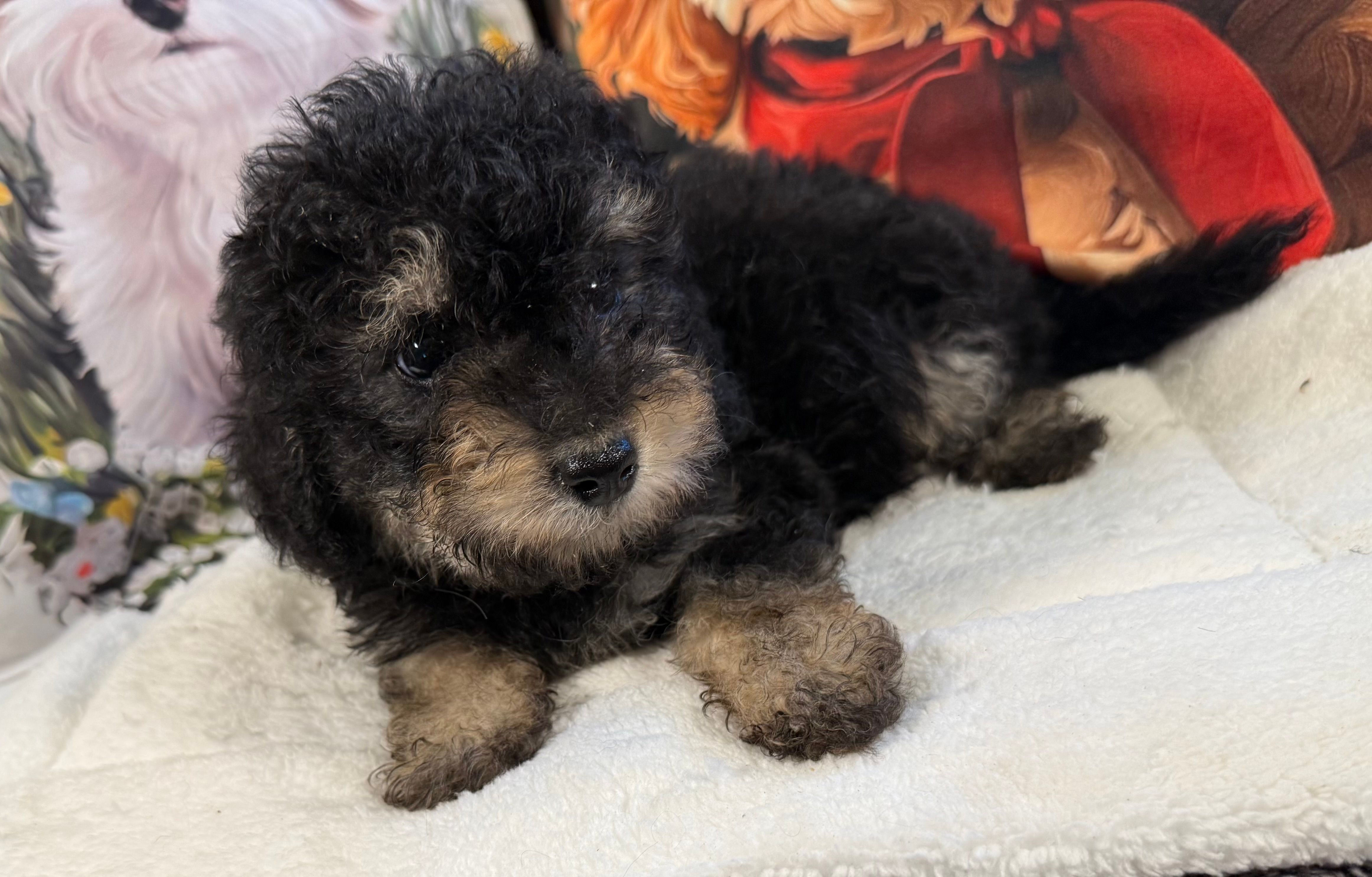 Johnny – Maltipoo, Poodle - Toy  puppy for sale in Lake City, FL