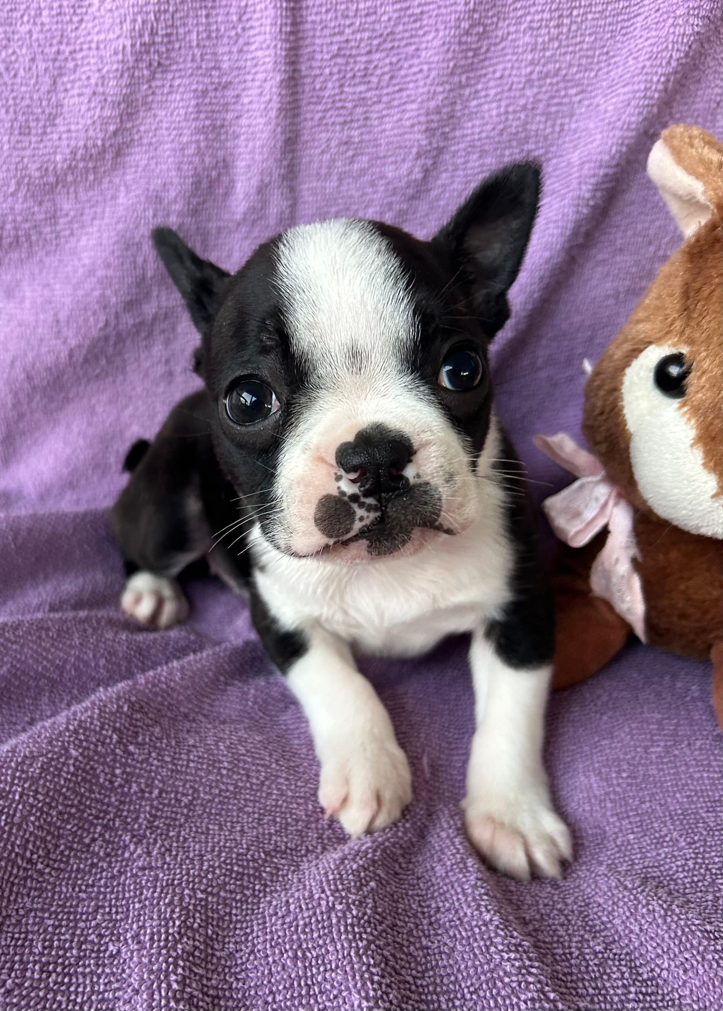Lilly – Boston Terrier puppy for sale in Siler City, NC