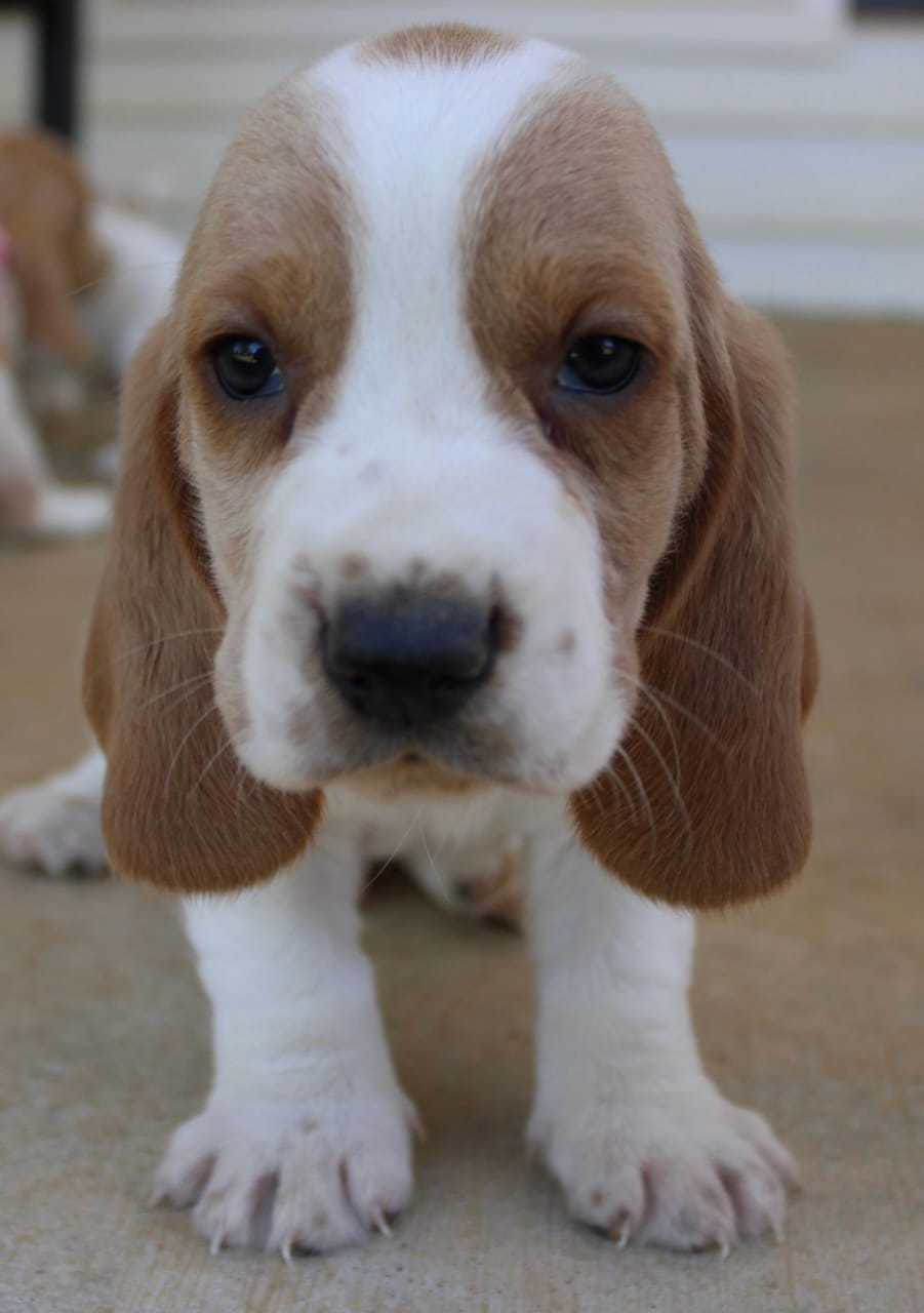 Arthur – Basset Hound puppy for sale in Siler City, NC