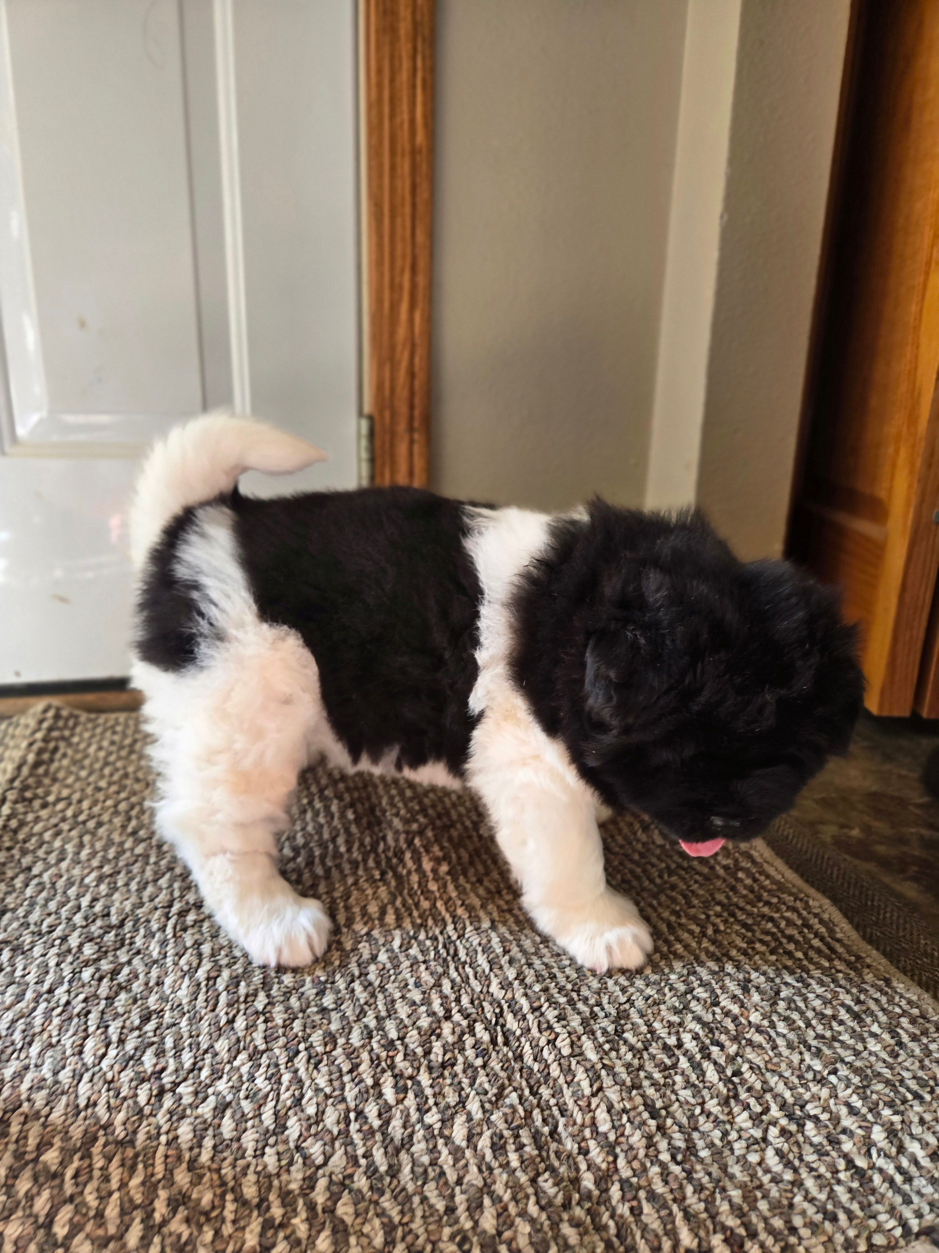 JoJo – Akita puppy for sale in Rock Valley, IA