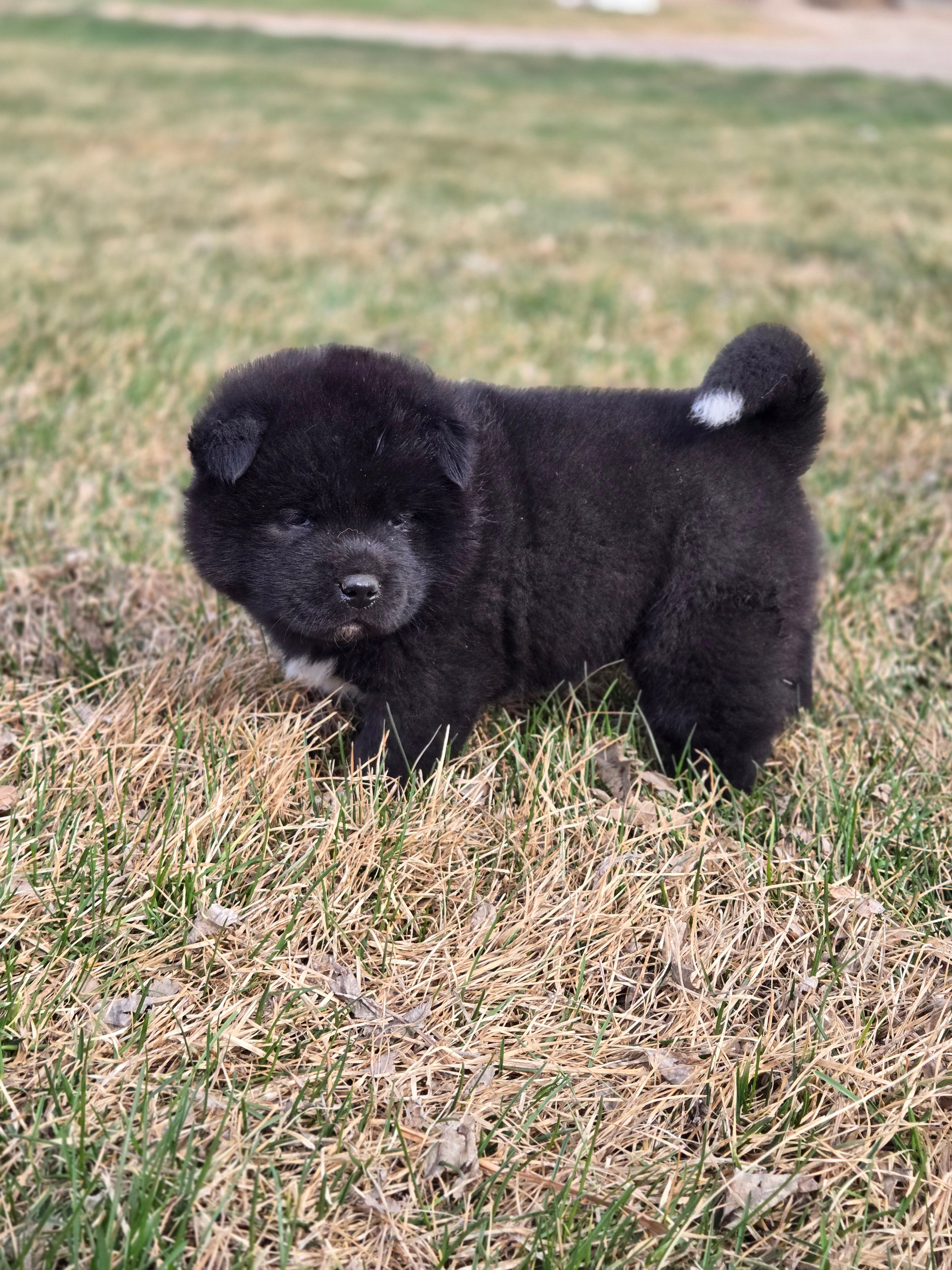 Tootsie – Akita puppy for sale in Rock Valley, IA