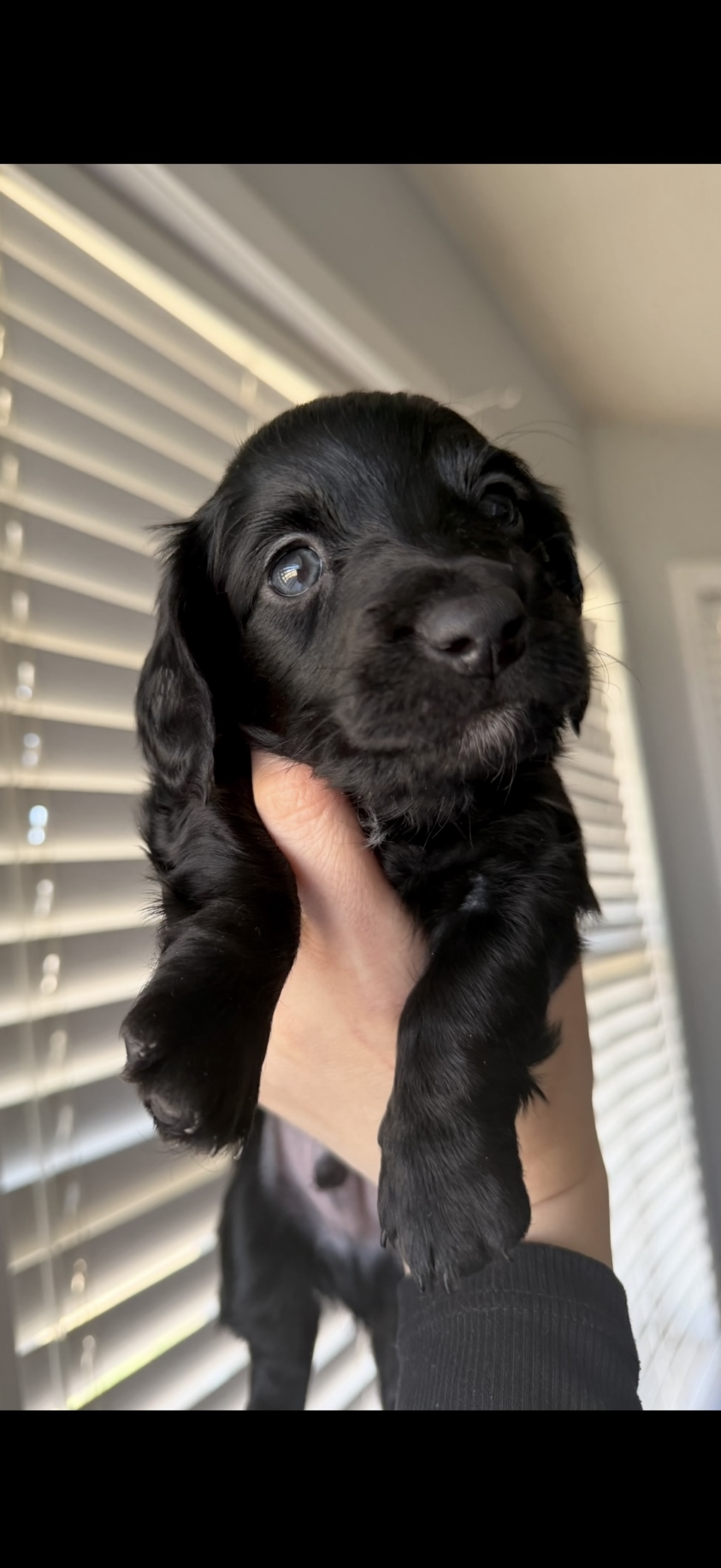 Black w white chest blue eyes 