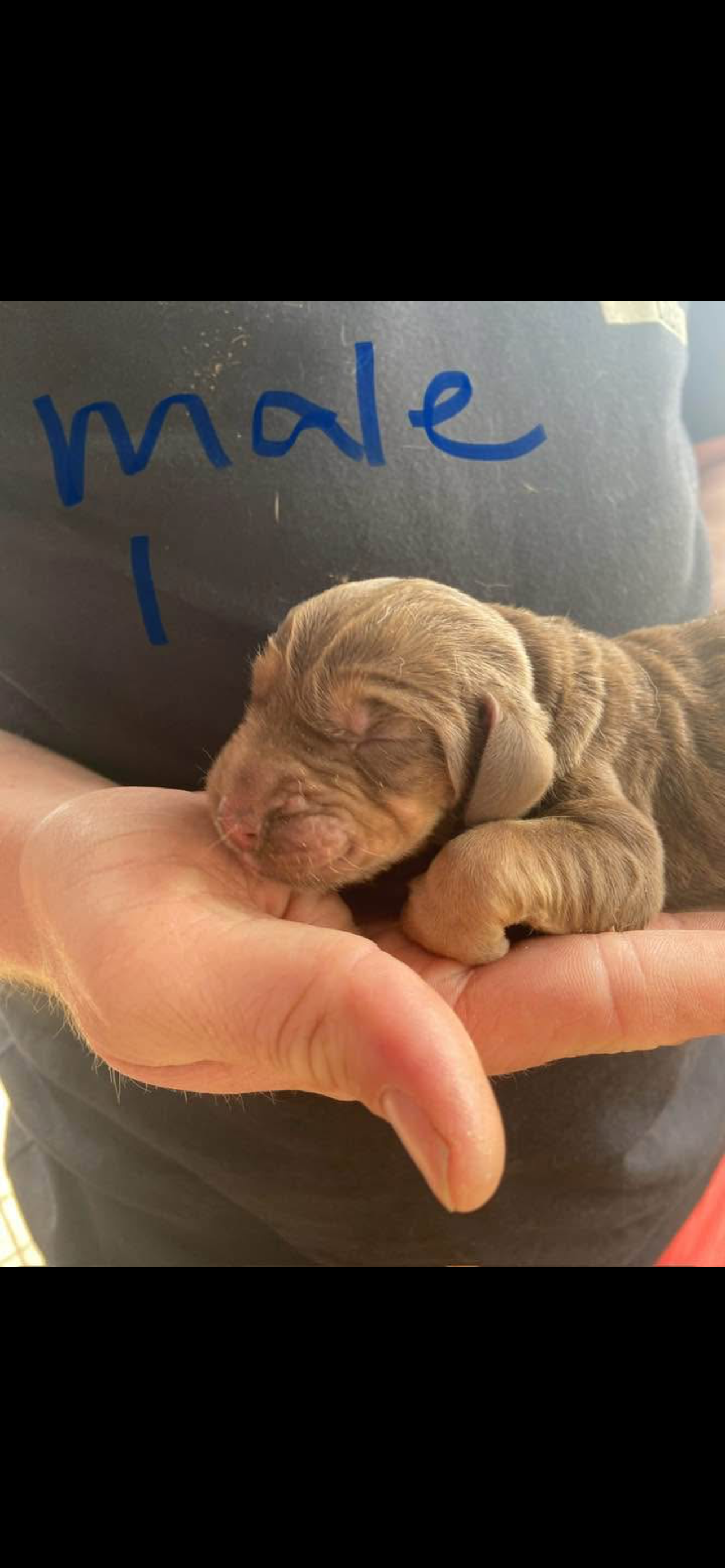 Male – Bloodhound puppy for sale in Alma, GA