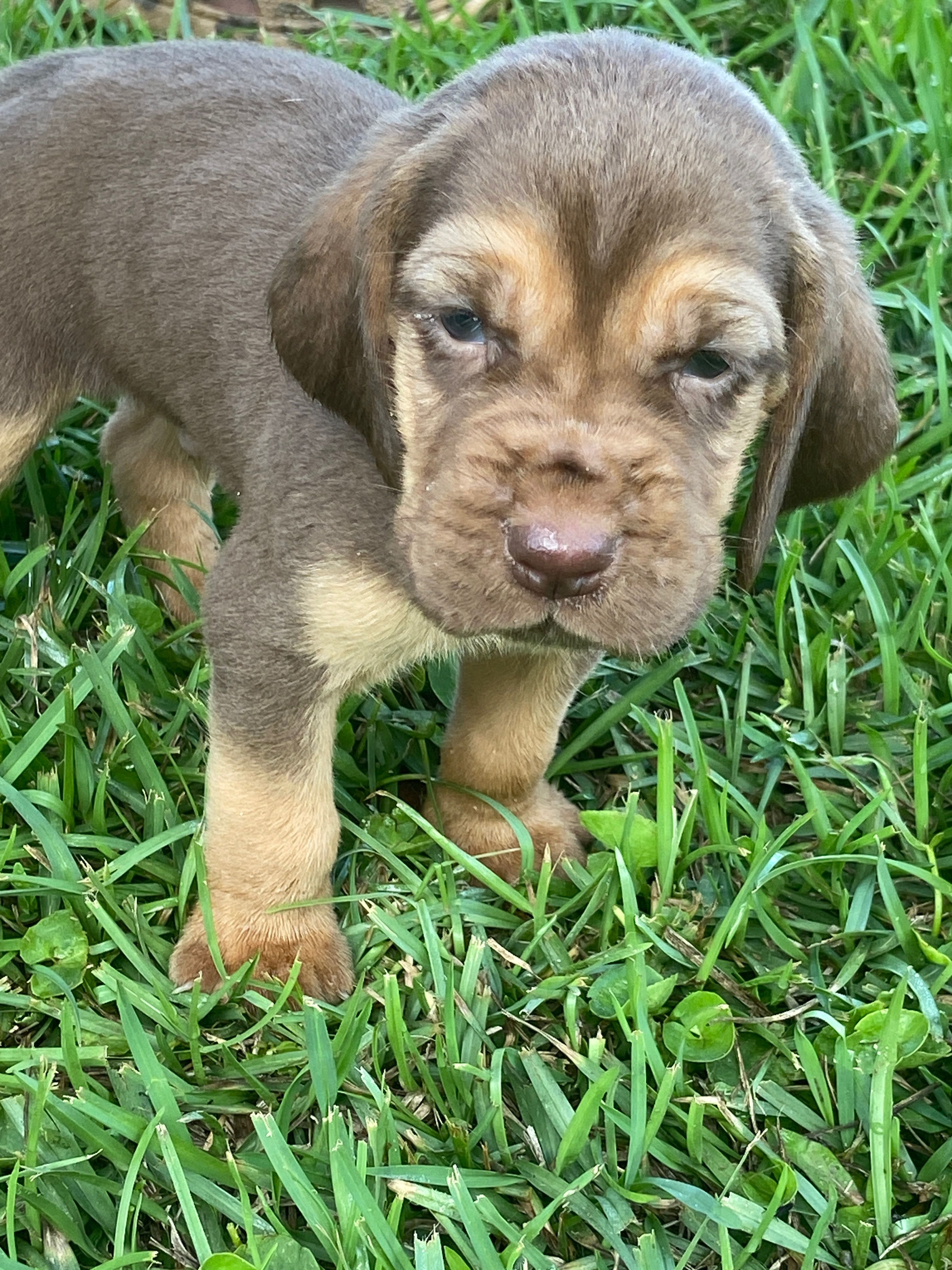 Bloodhound – Bloodhound puppy for sale in Alma, GA