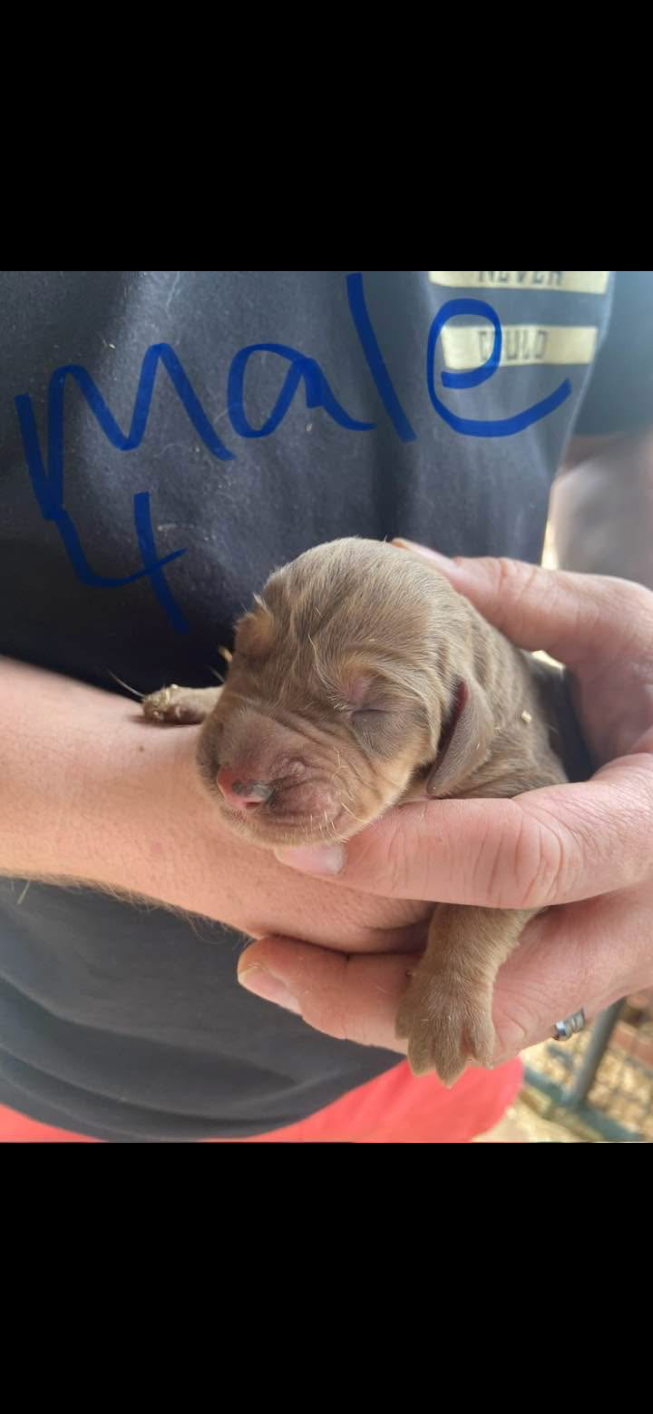 Bloodhound – Bloodhound puppy for sale in Alma, GA