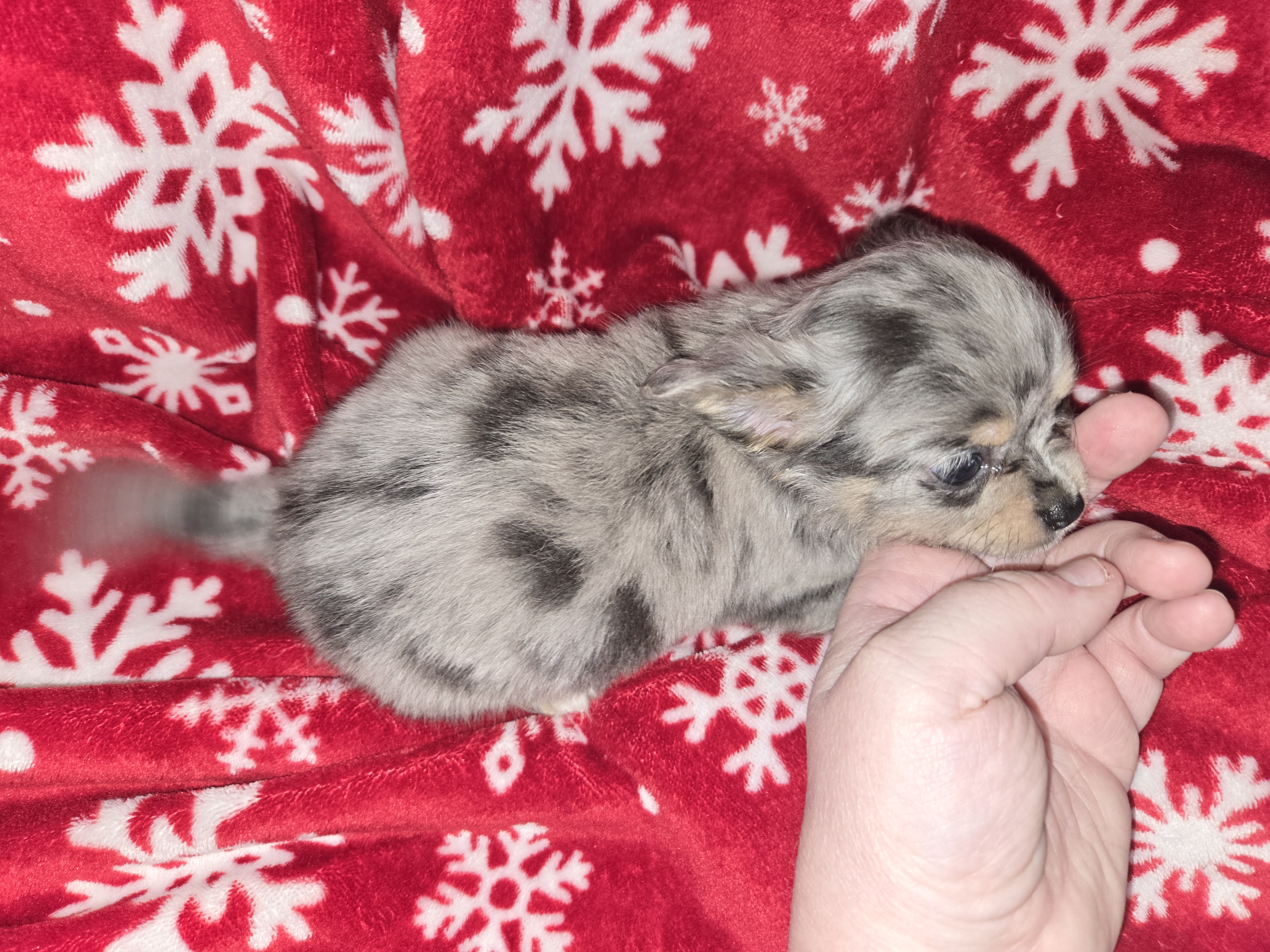Long Hair Blue Merle Boy 