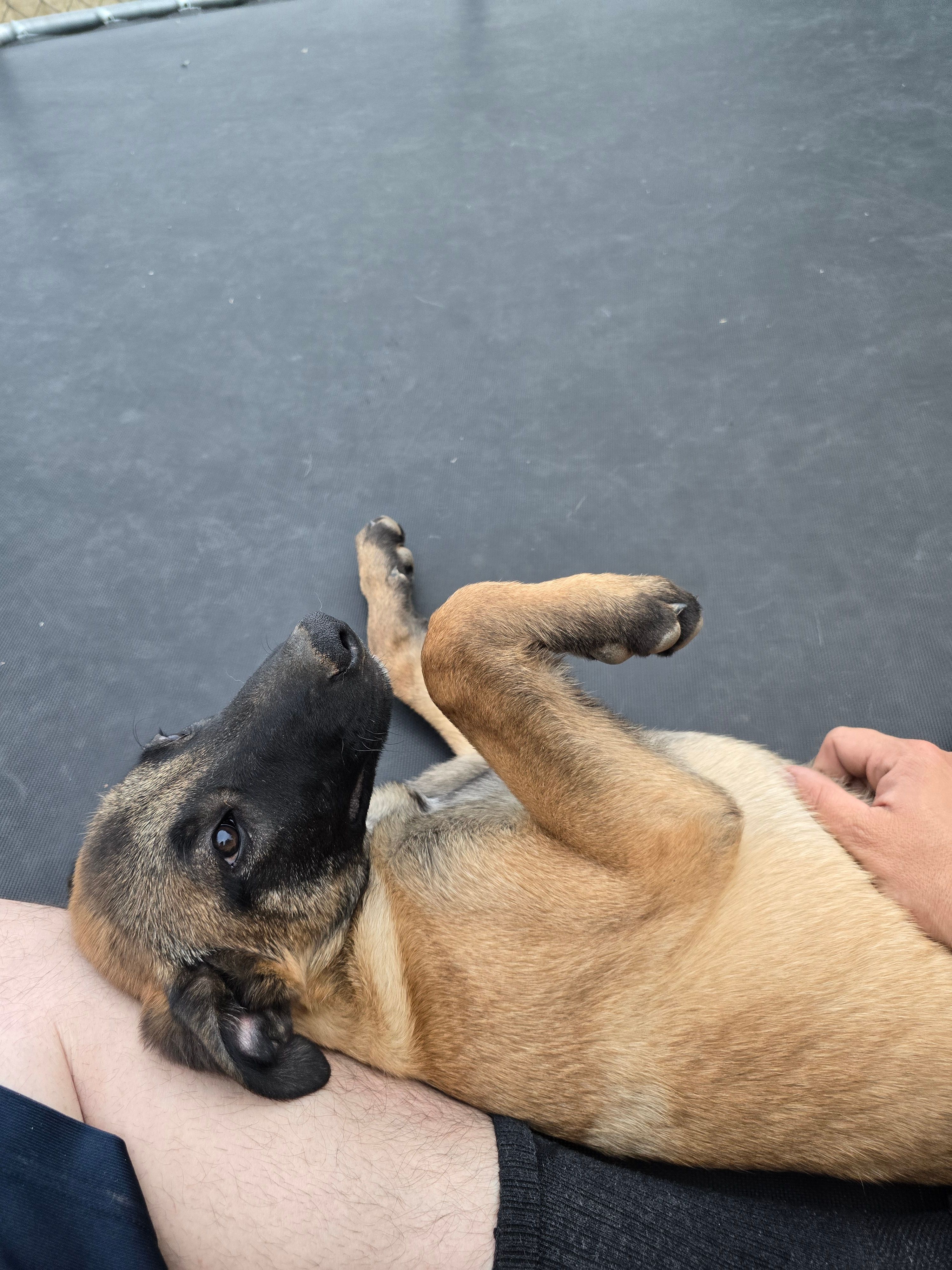 Orange – Belgian Malinois puppy for sale in Prescott Valley, AZ