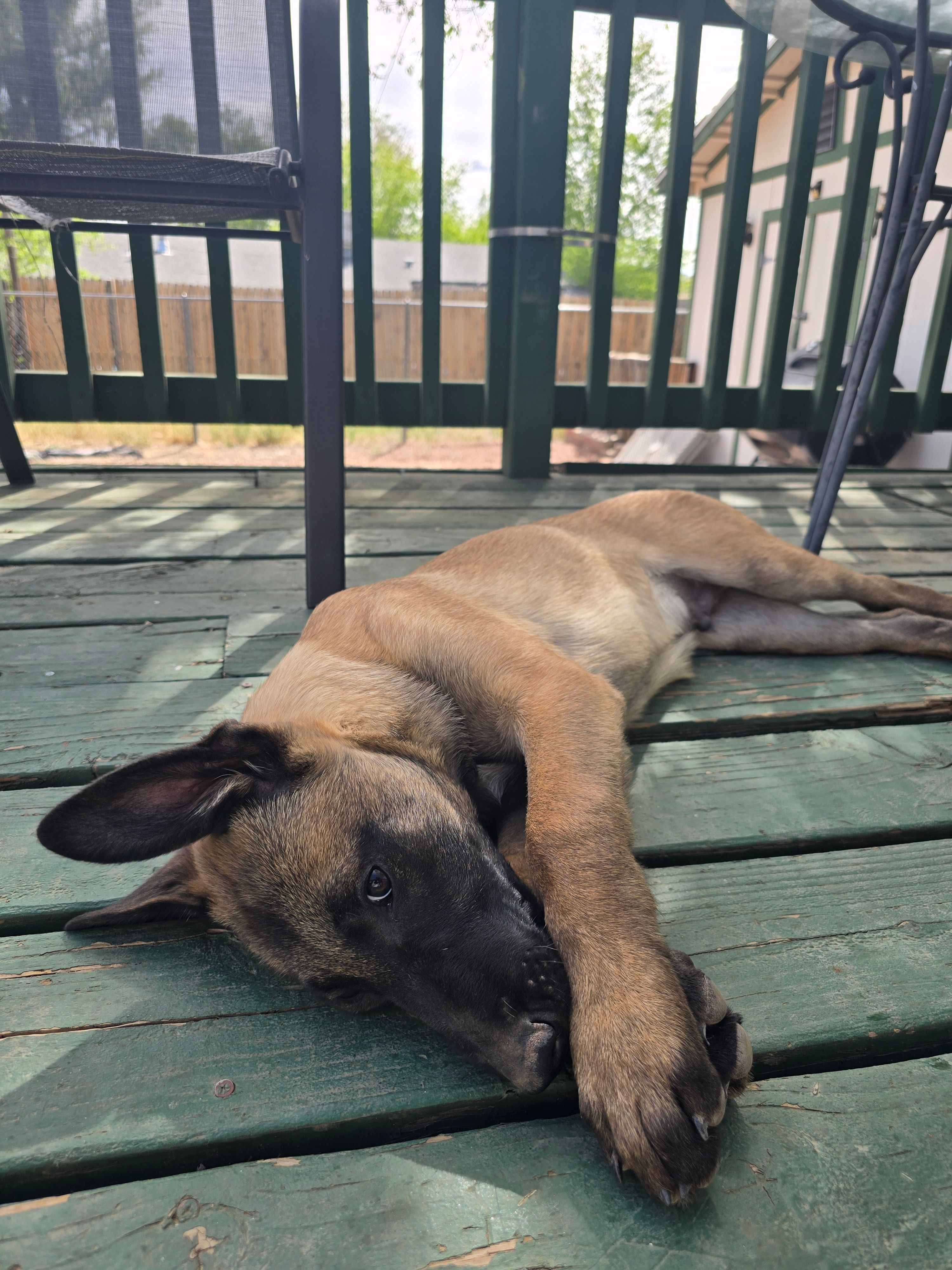 Orange – Belgian Malinois puppy for sale in Prescott Valley, AZ