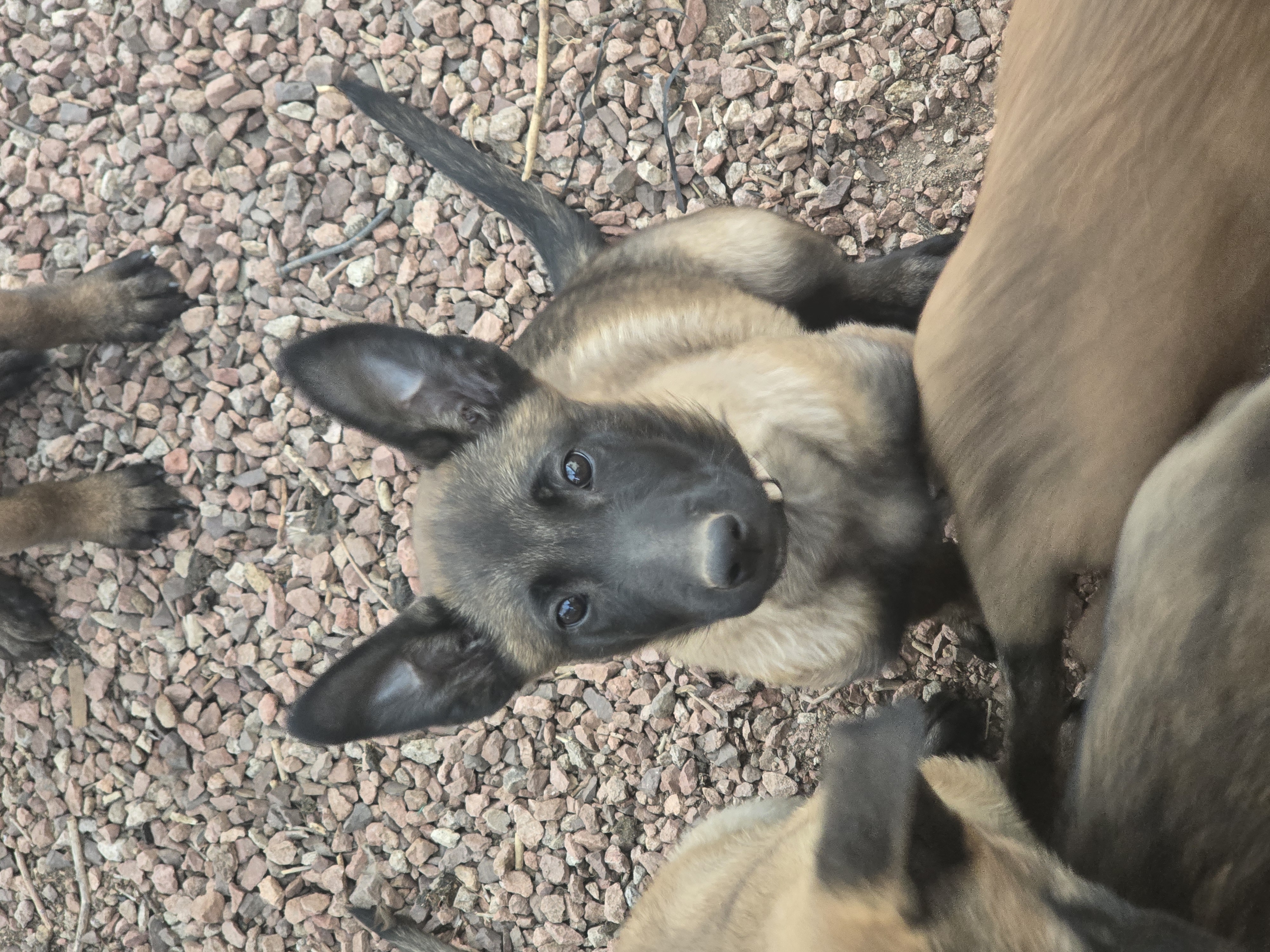Cream – Belgian Malinois puppy for sale in Prescott Valley, AZ