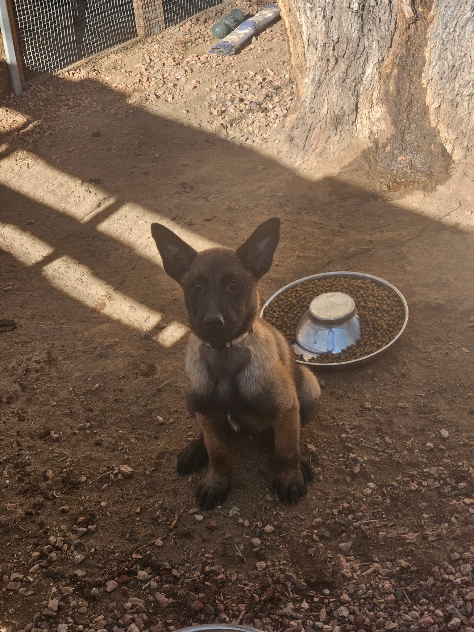 Cream – Belgian Malinois puppy for sale in Prescott Valley, AZ
