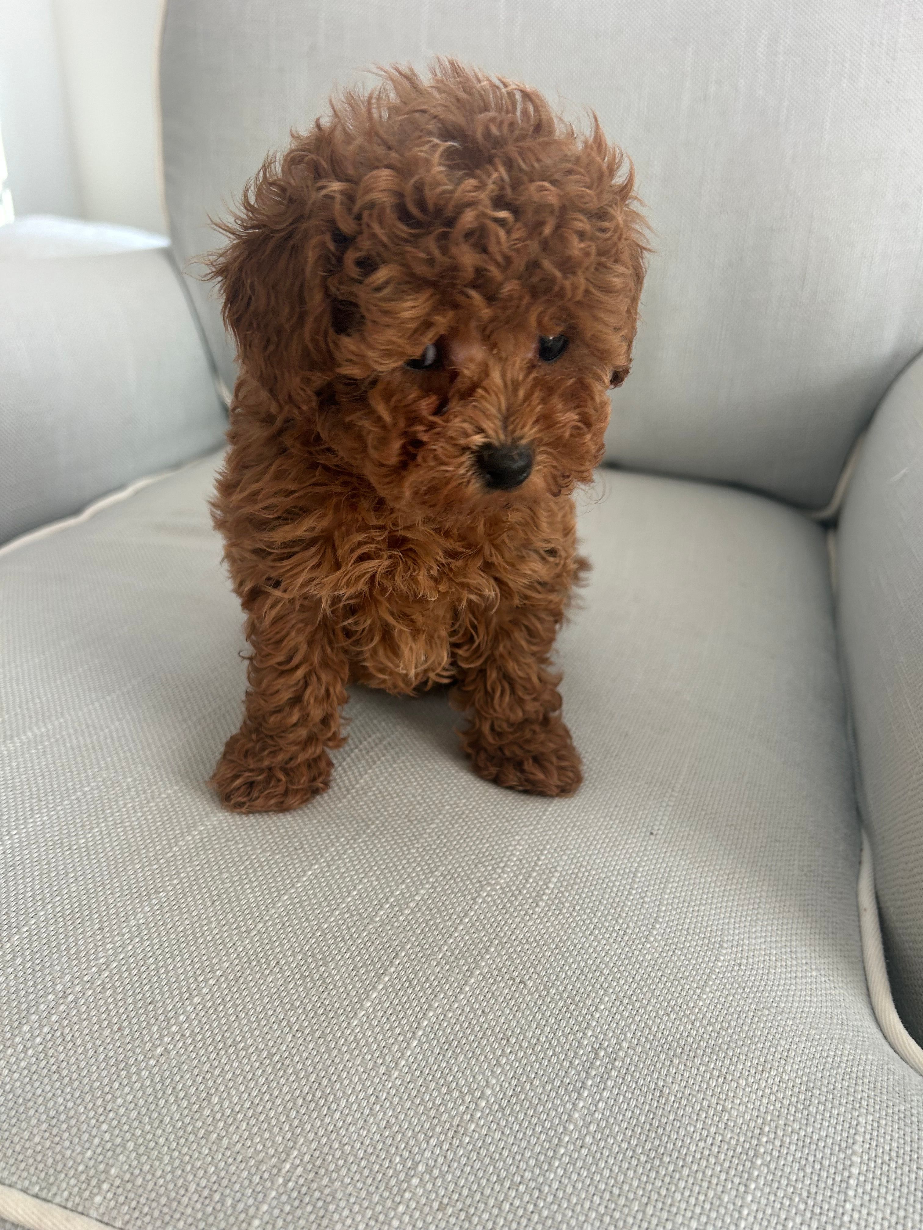 Finn – Maltipoo puppy for sale in Hellertown, PA
