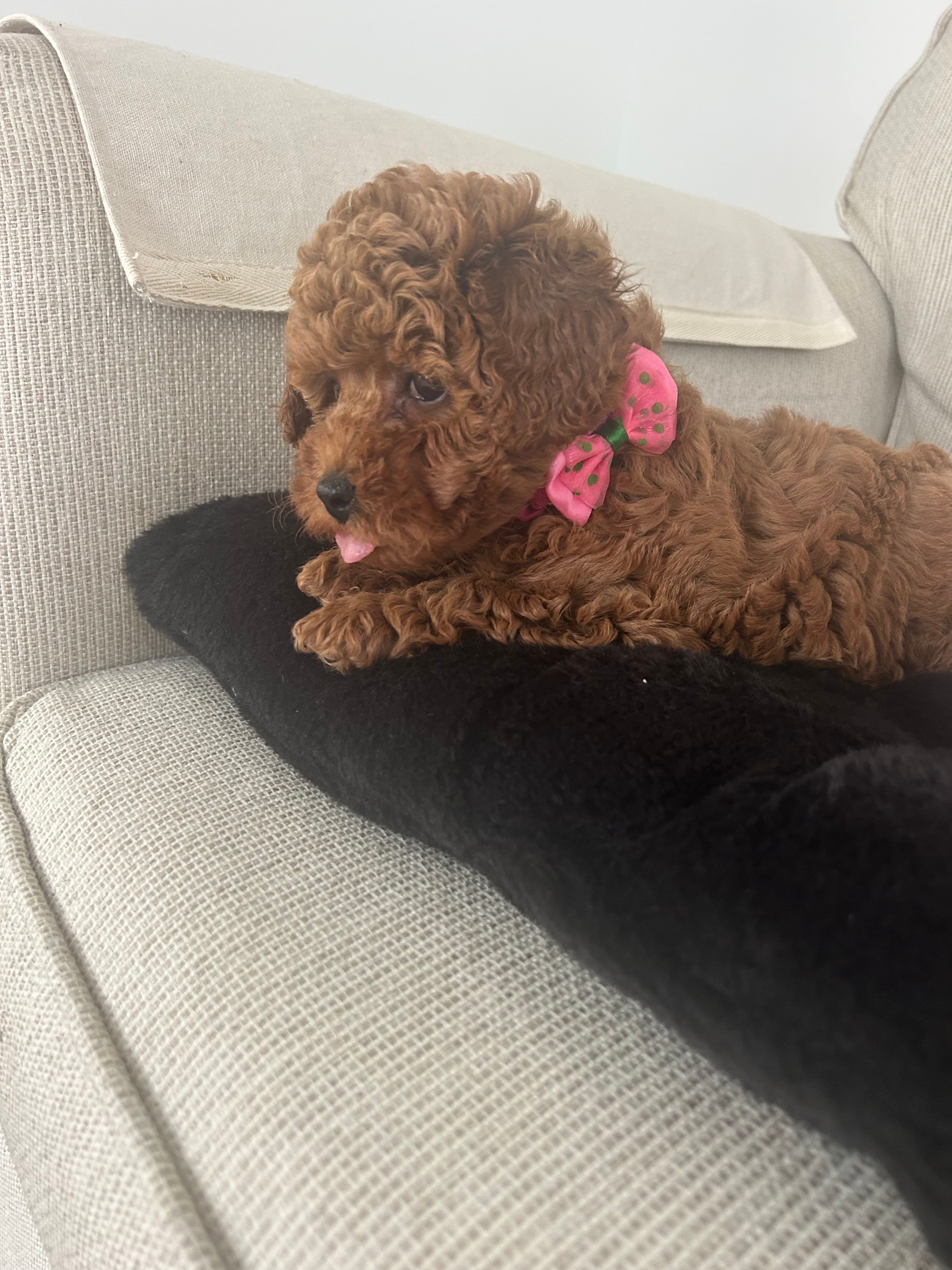 Sasha – Maltipoo puppy for sale in Hellertown, PA