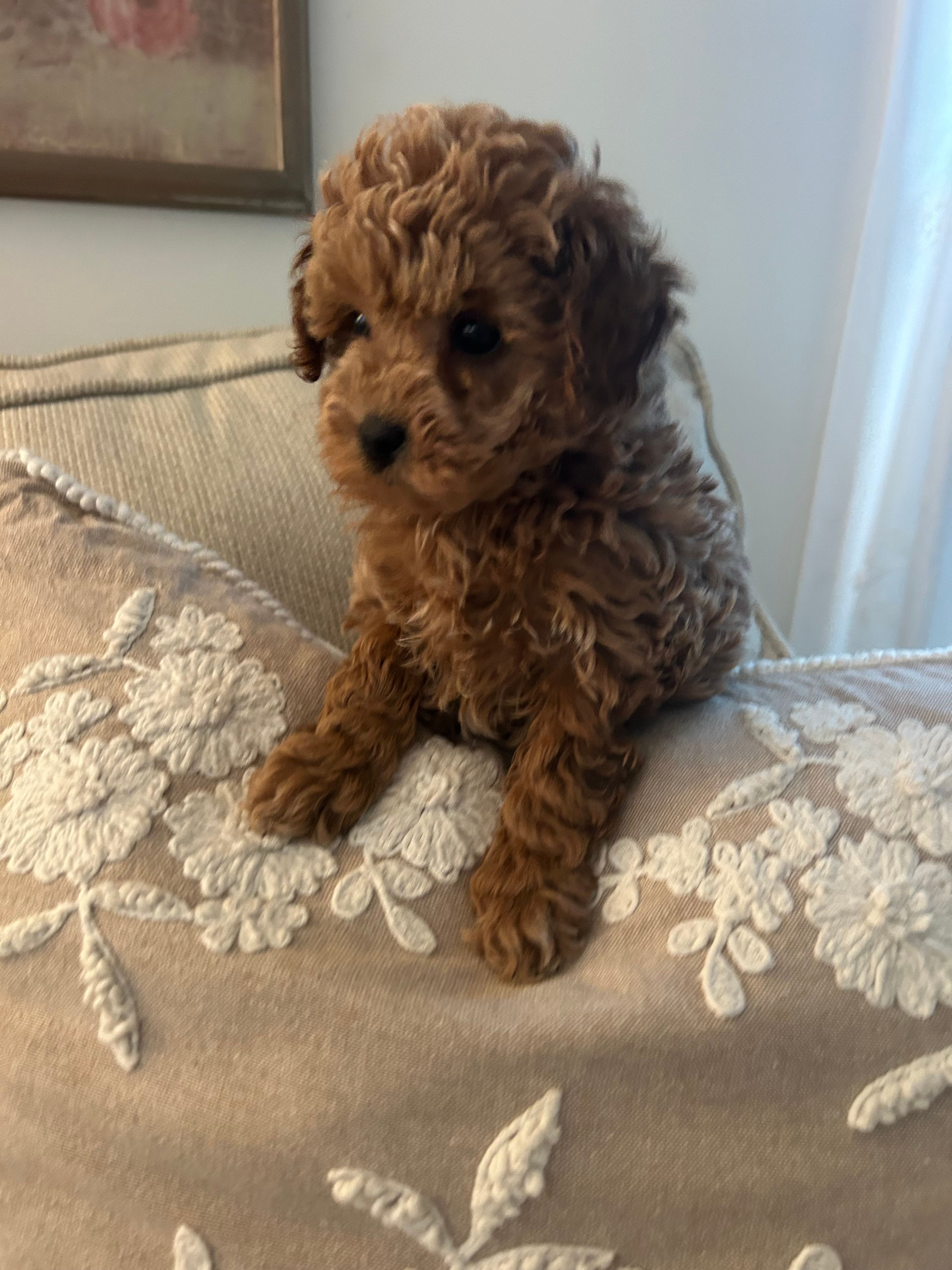 Lacy – Maltipoo puppy for sale in Hellertown, PA