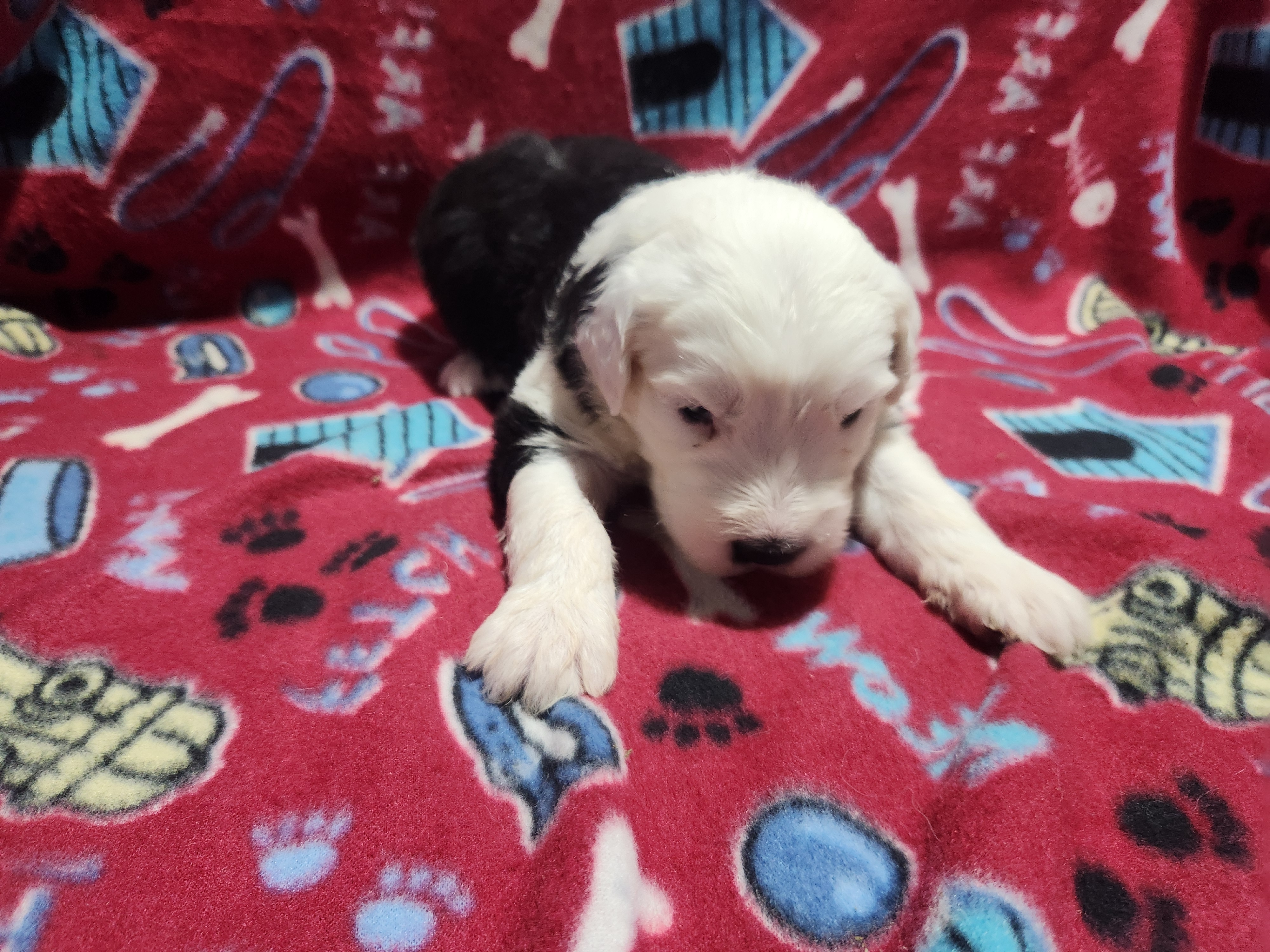 Molly – Old English Sheepdog puppy for sale in Montgomery, IN