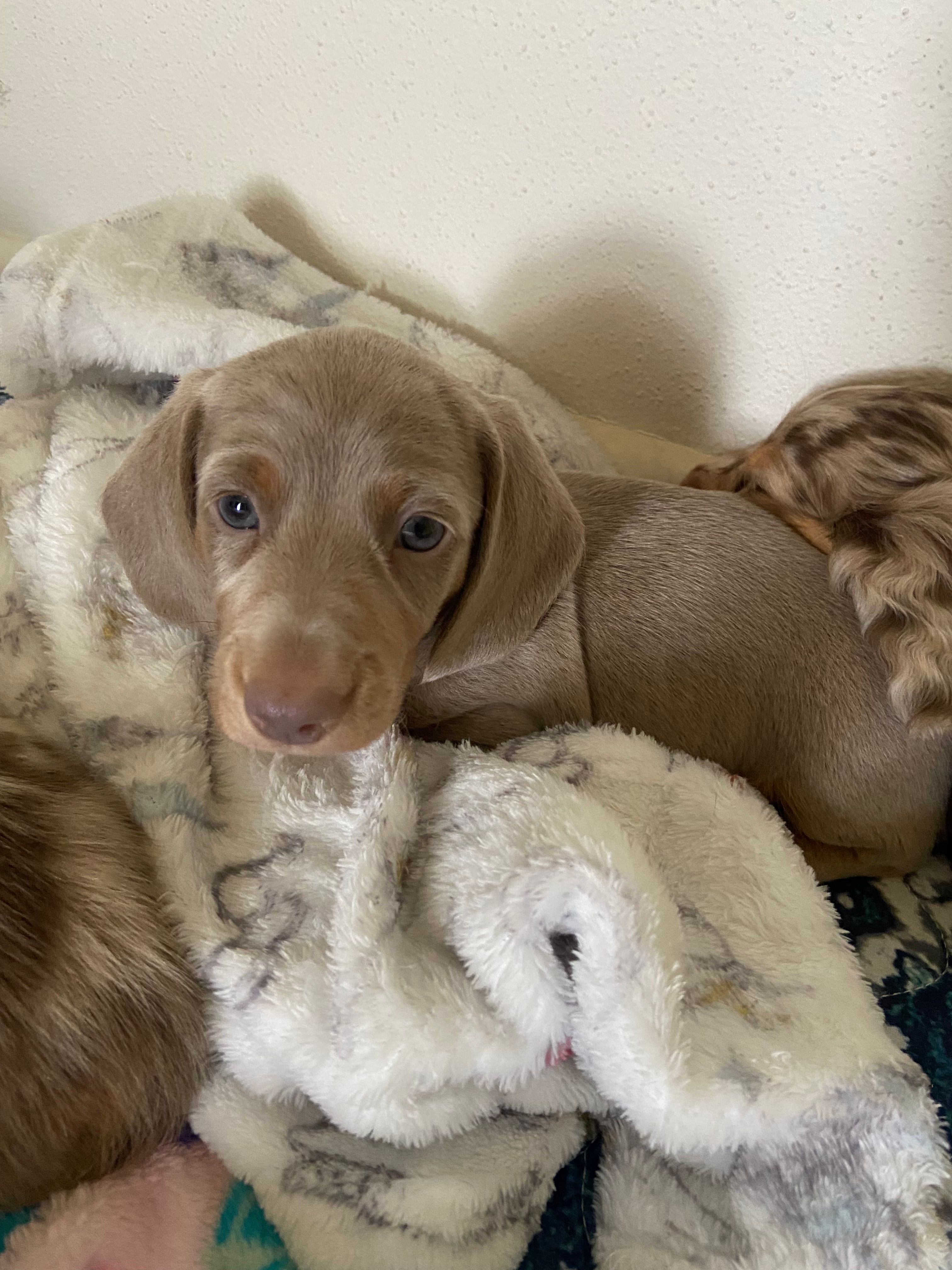 Isabella – Miniature Dachshund puppy for sale in Pleasanton, TX