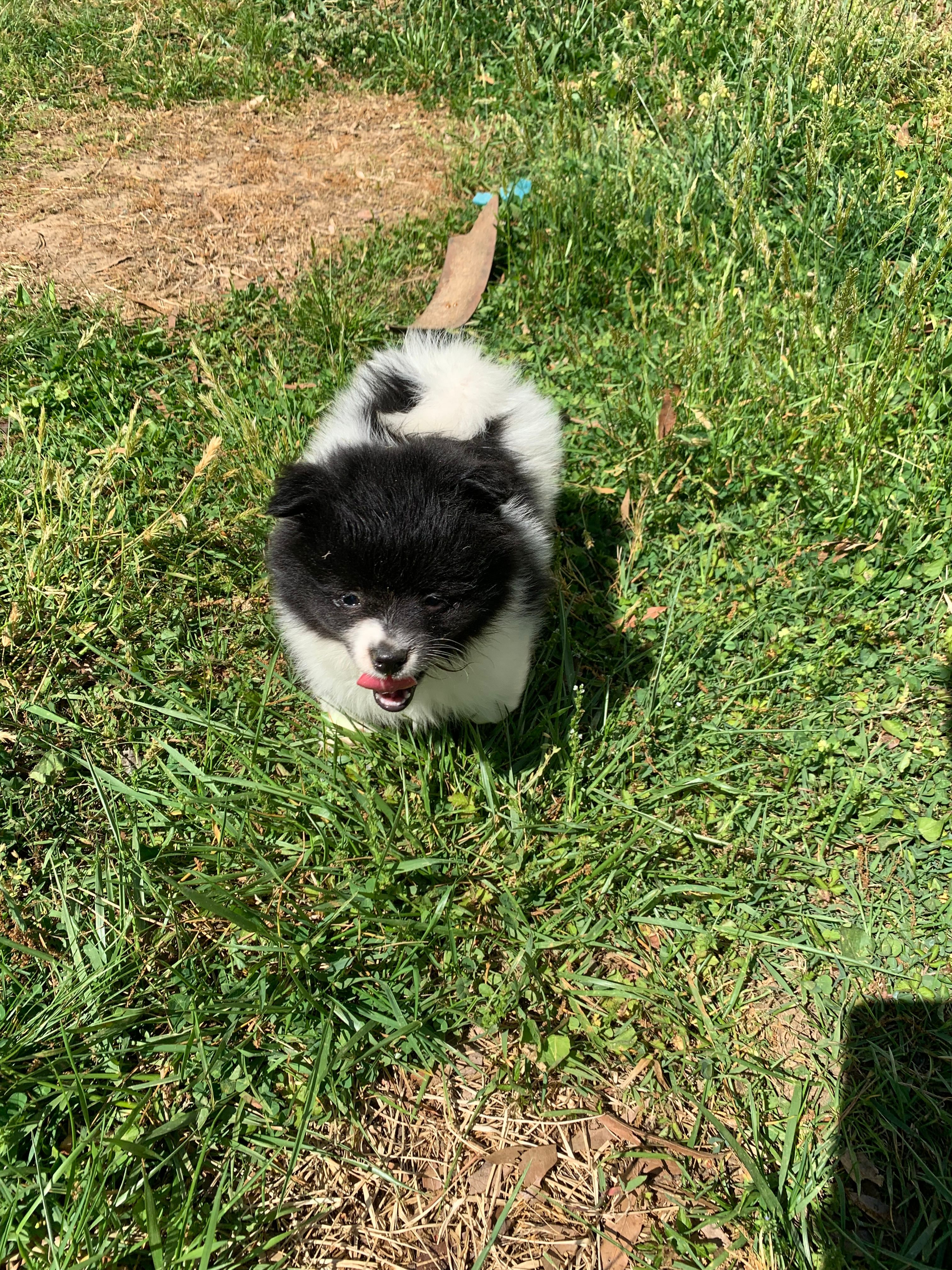 Girl  – Pomeranian puppy for sale in Fort Washington, MD