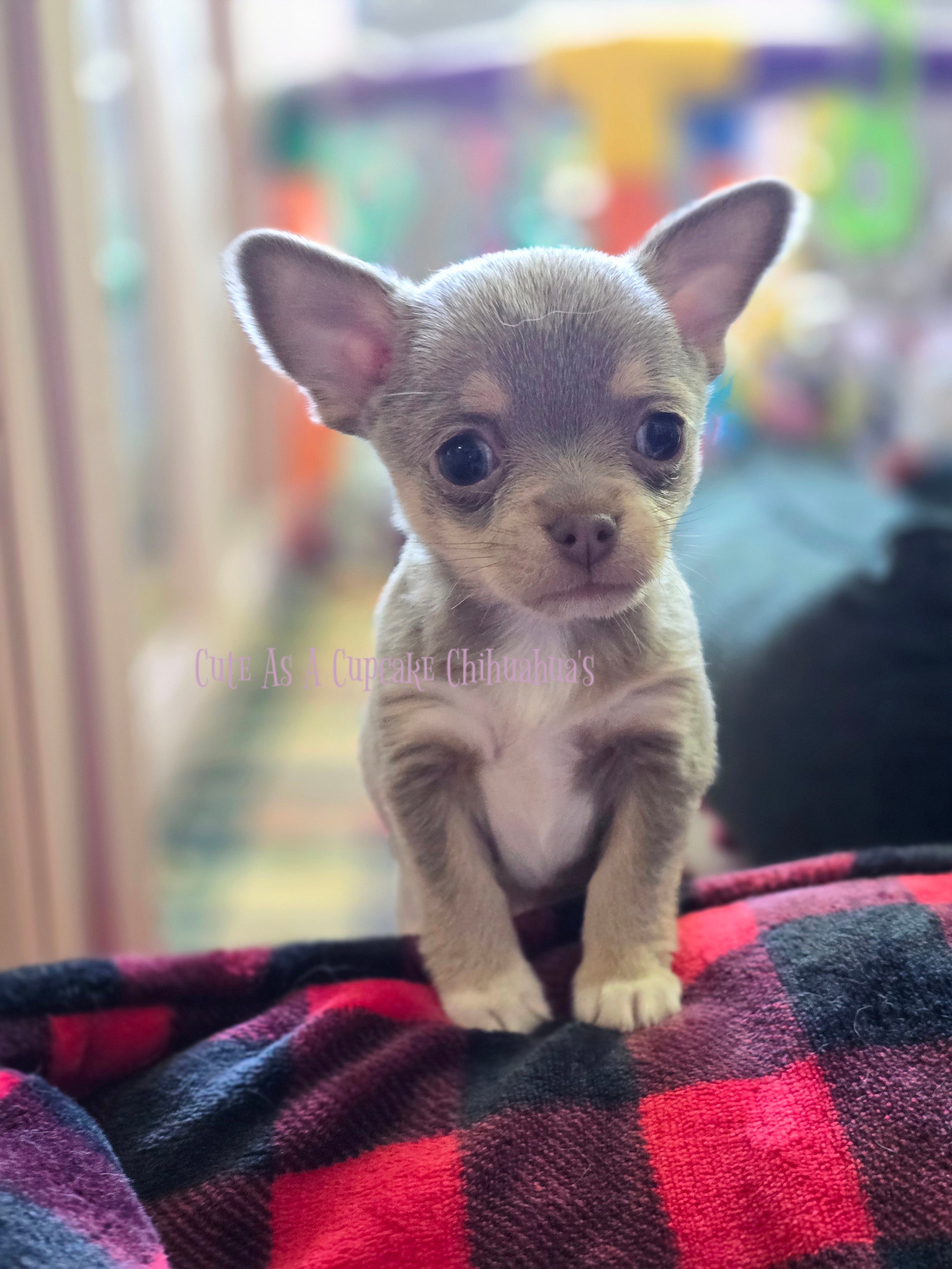 Streamer – Chihuahua puppy for sale in Piqua, KS