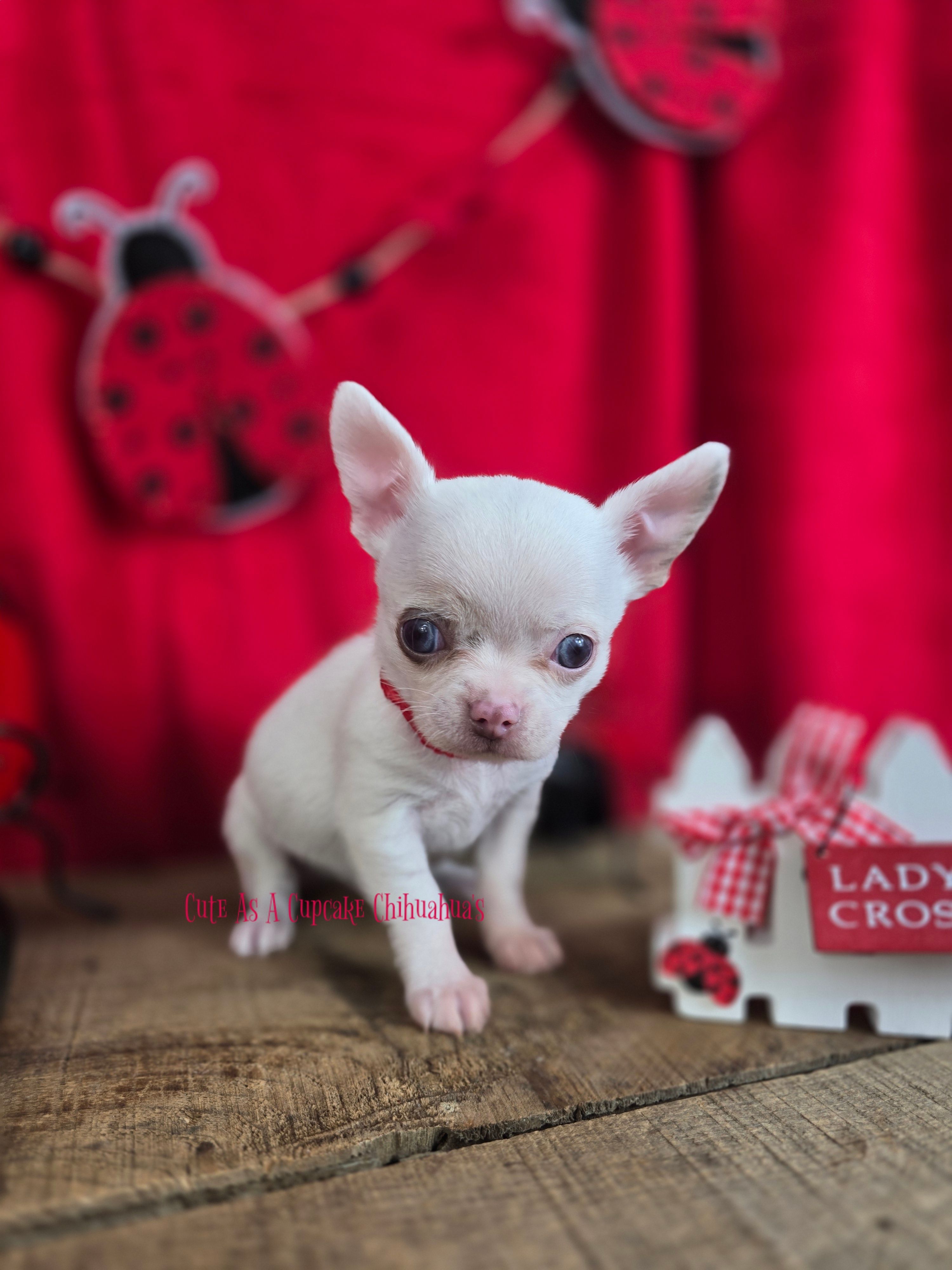 Leprechaun  – Chihuahua puppy for sale in Piqua, KS
