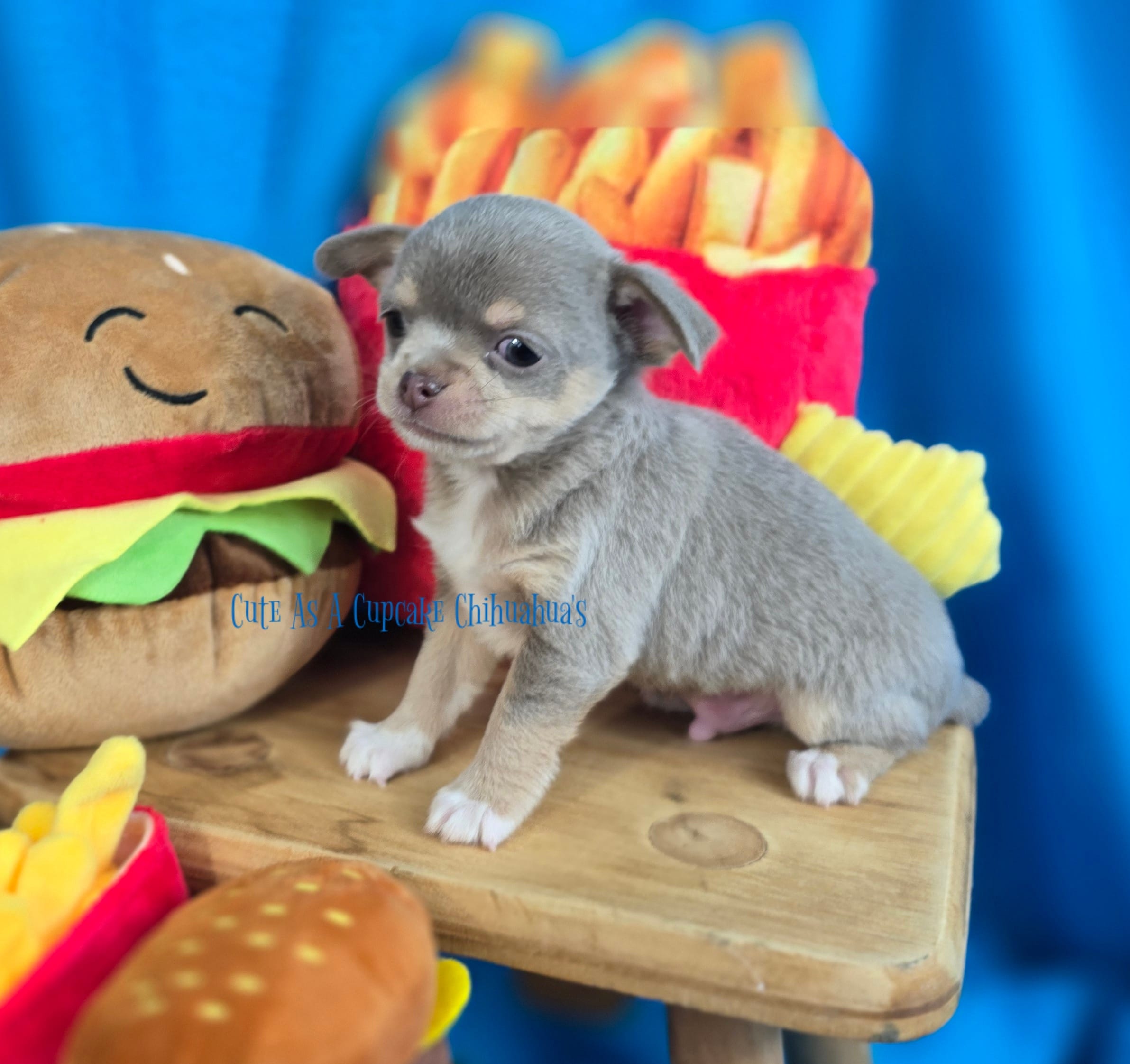 Streamer – Chihuahua puppy for sale in Piqua, KS