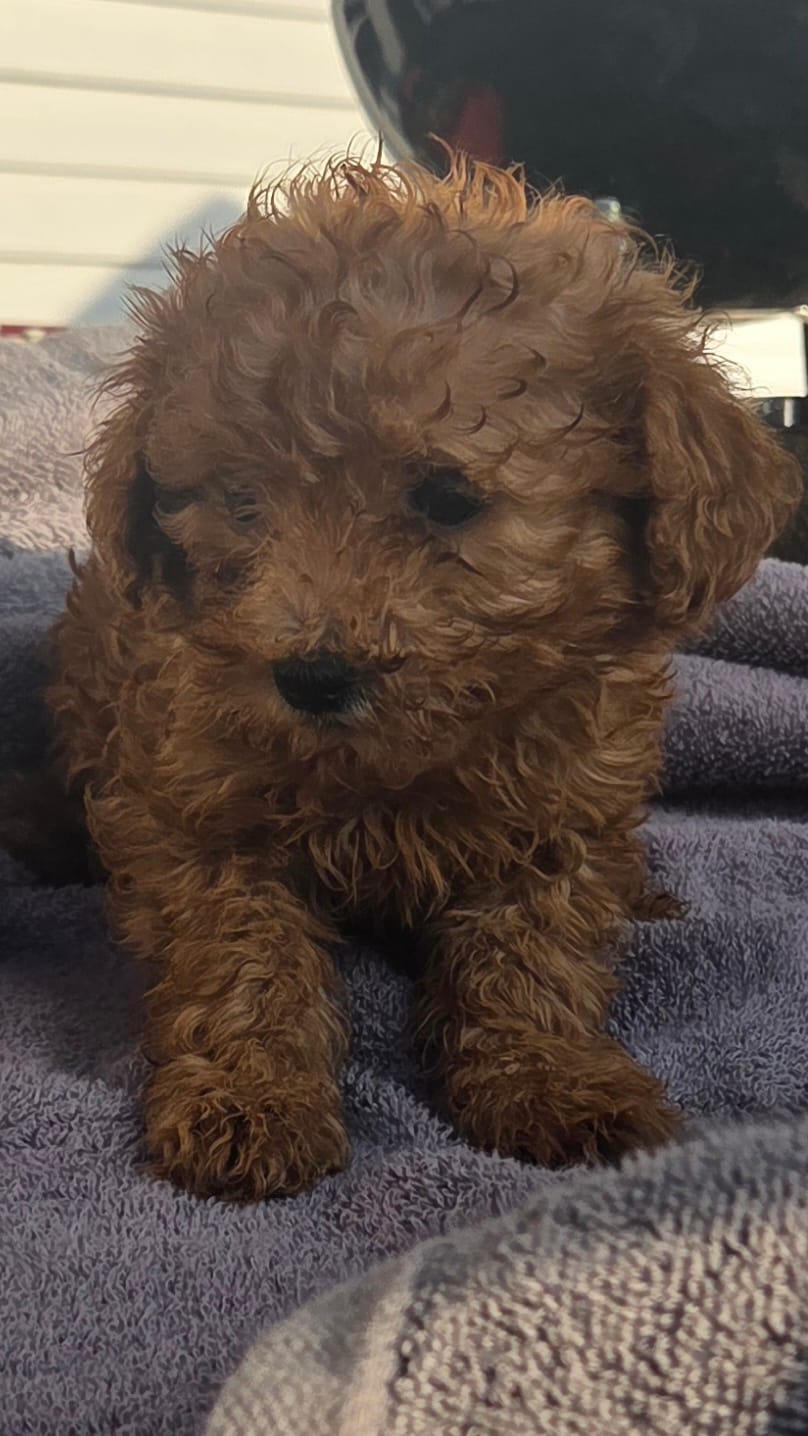 MALE – Poodle - Toy  puppy for sale in Elizabethtown, KY
