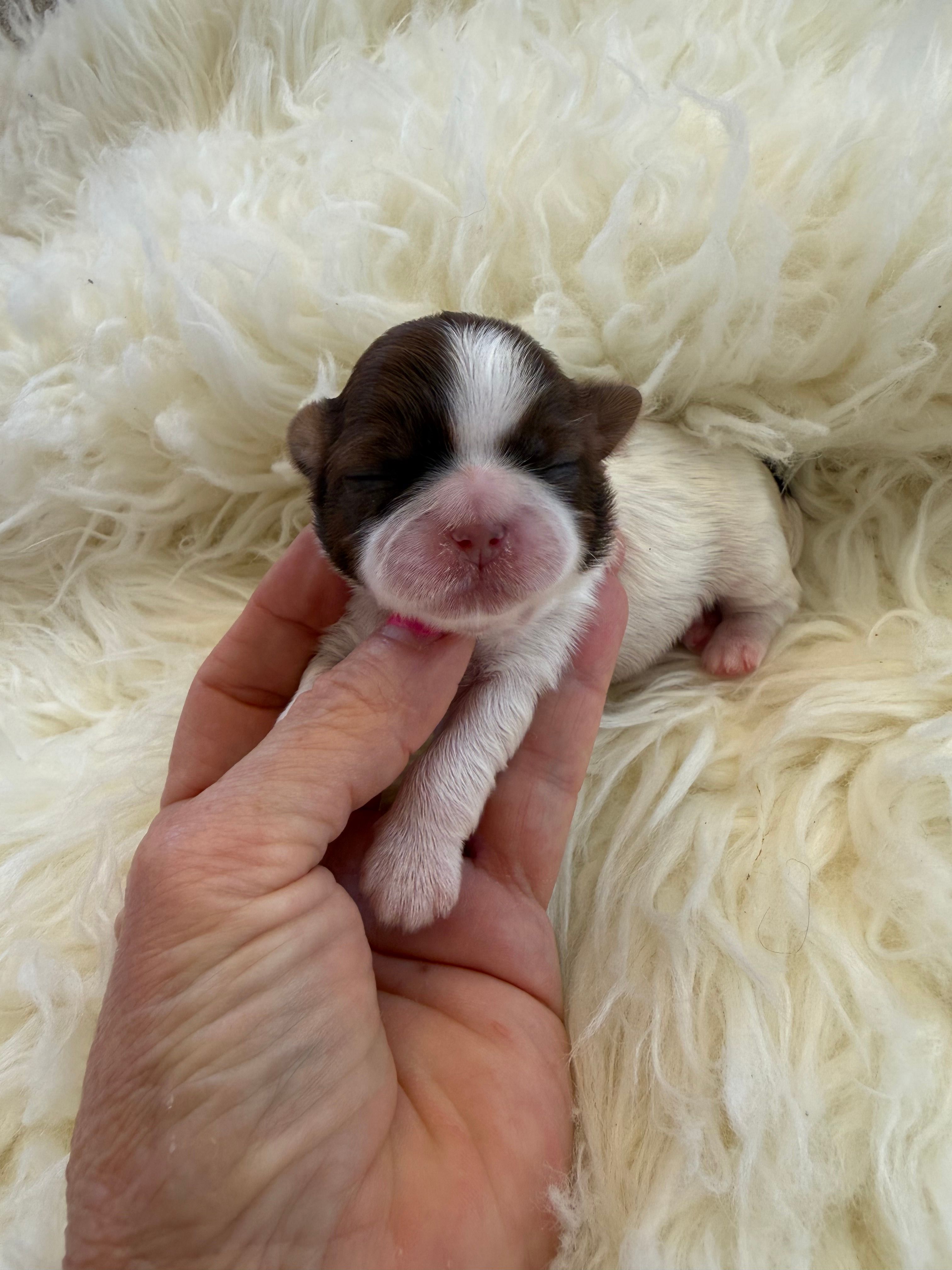 Honey Akc Champion Bloodline 🏆 – Shih Tzu puppy for sale in Long Beach, CA