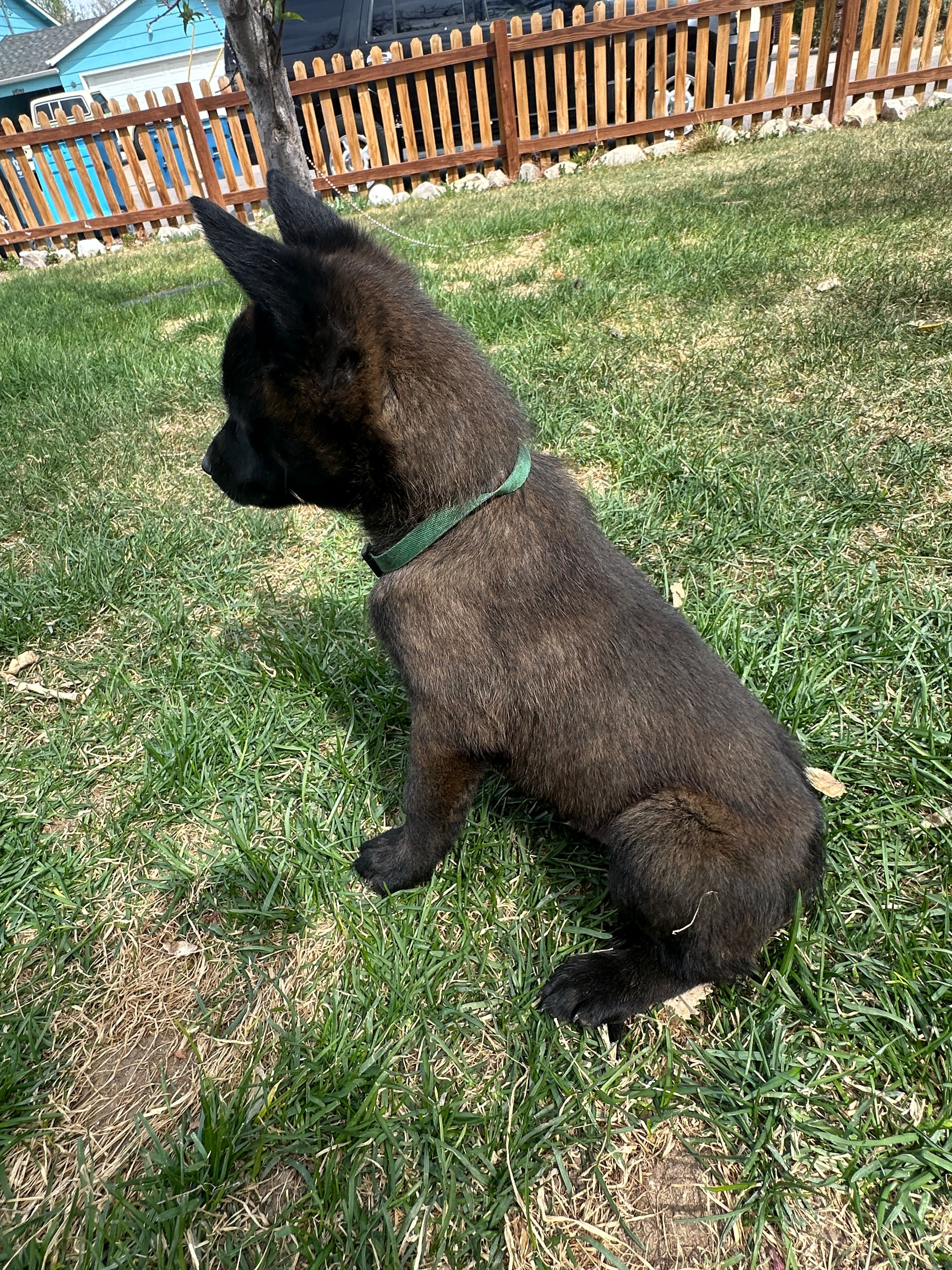Green – Belgian Malinois puppy for sale in Commerce City, CO