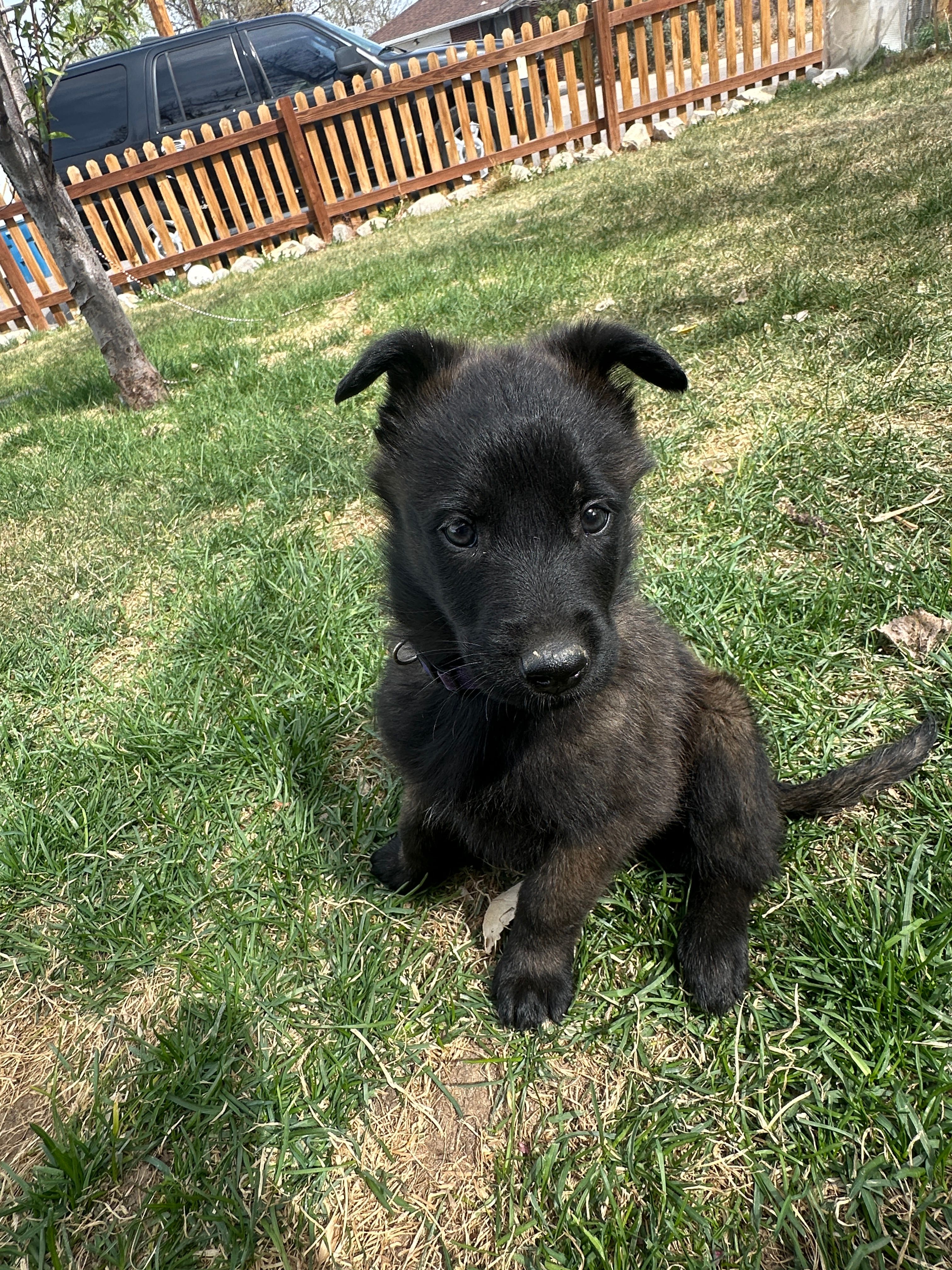 Purple  – Belgian Malinois puppy for sale in Commerce City, CO