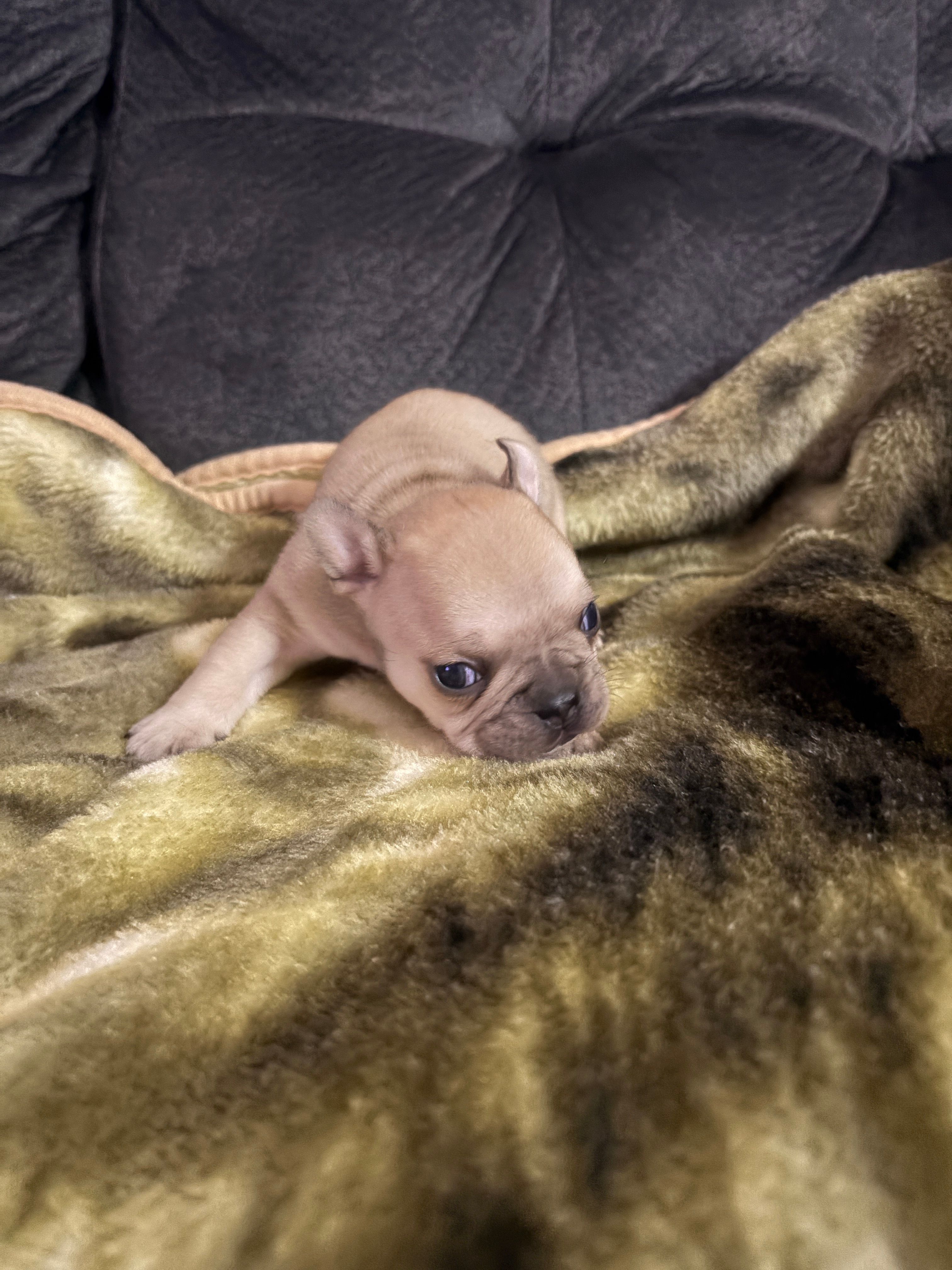 Male 1 – French Bulldog puppy for sale in Benton, TN