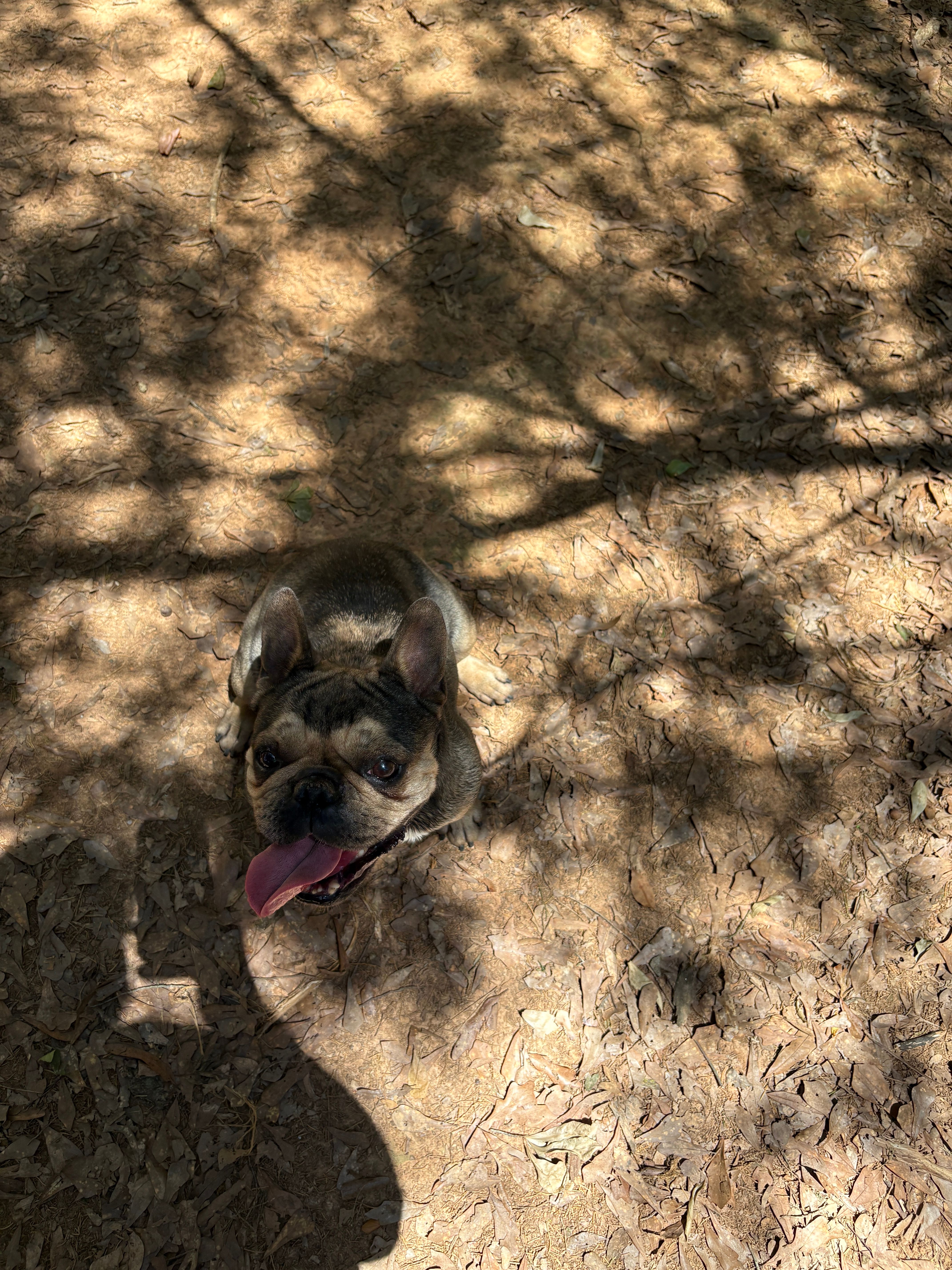 Maryjane – French Bulldog puppy for sale in Benton, TN