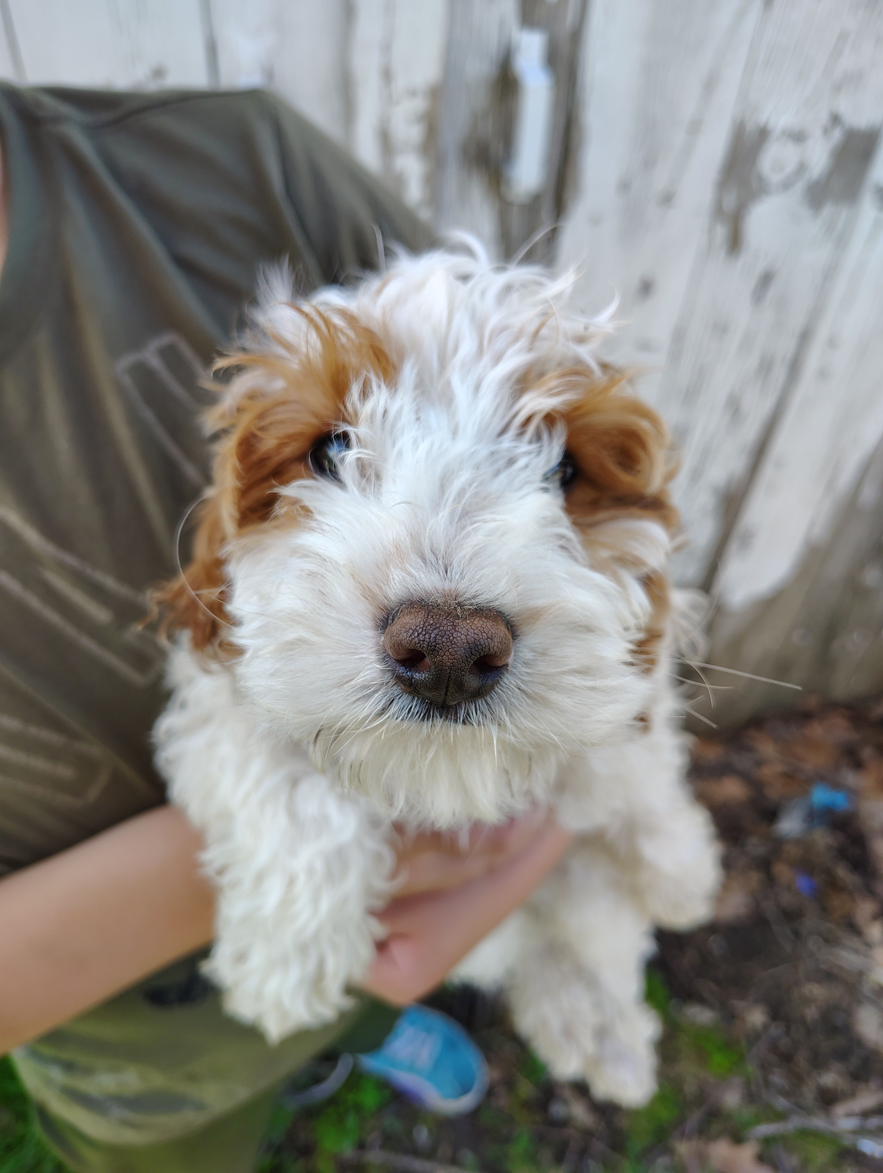Saturn – Cavapoo puppy for sale in Columbia City, IN