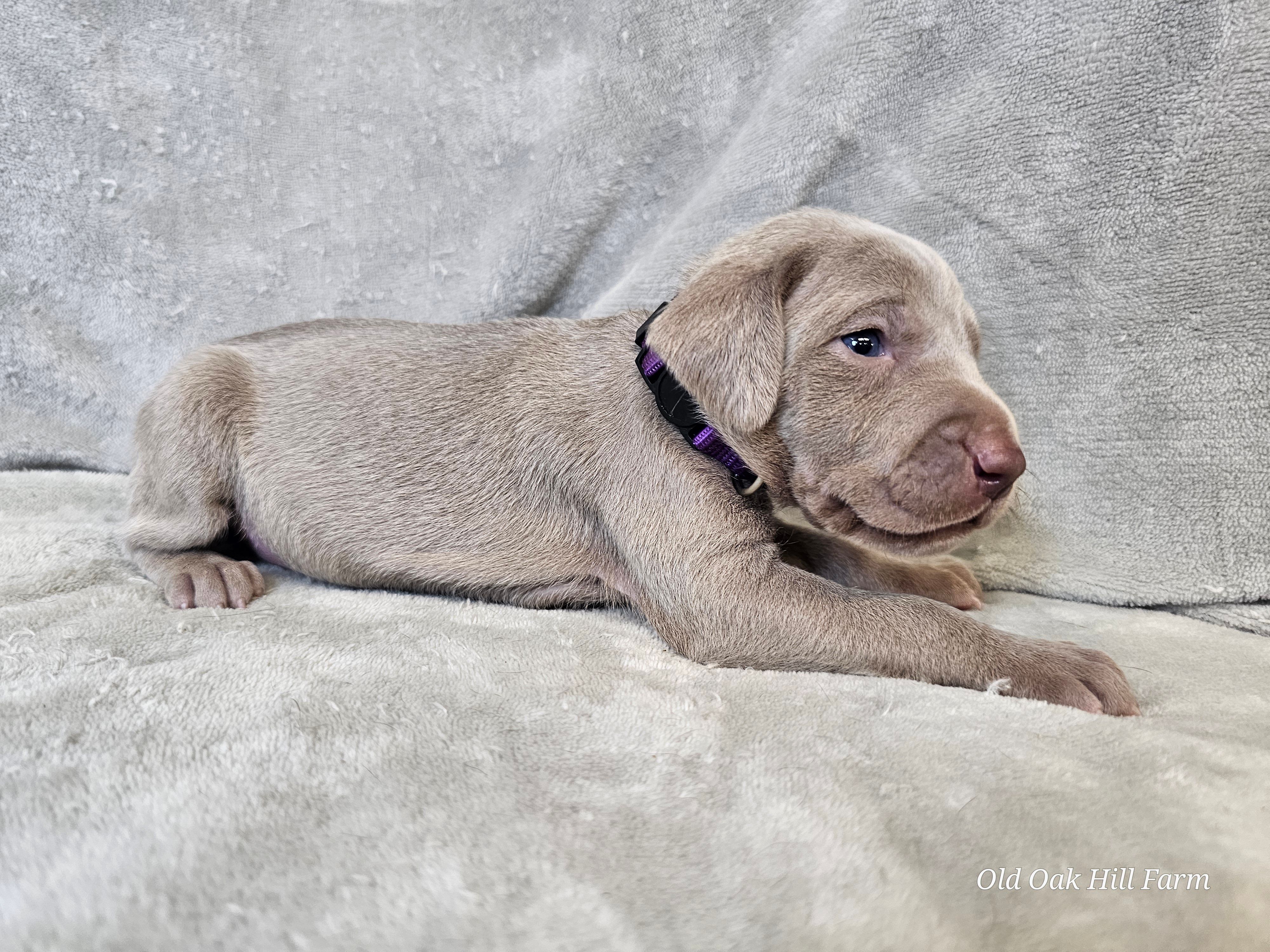 Kaya - AKC – Weimaraner puppy for sale in Bois D Arc, MO