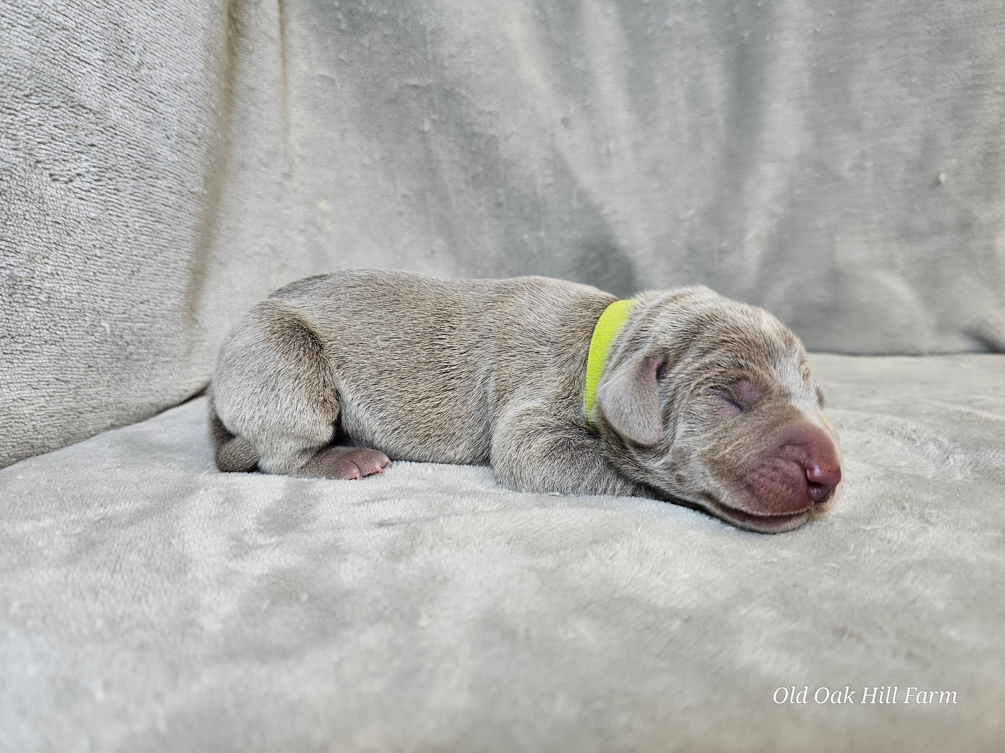 Glitch - AKC – Weimaraner puppy for sale in Bois D Arc, MO