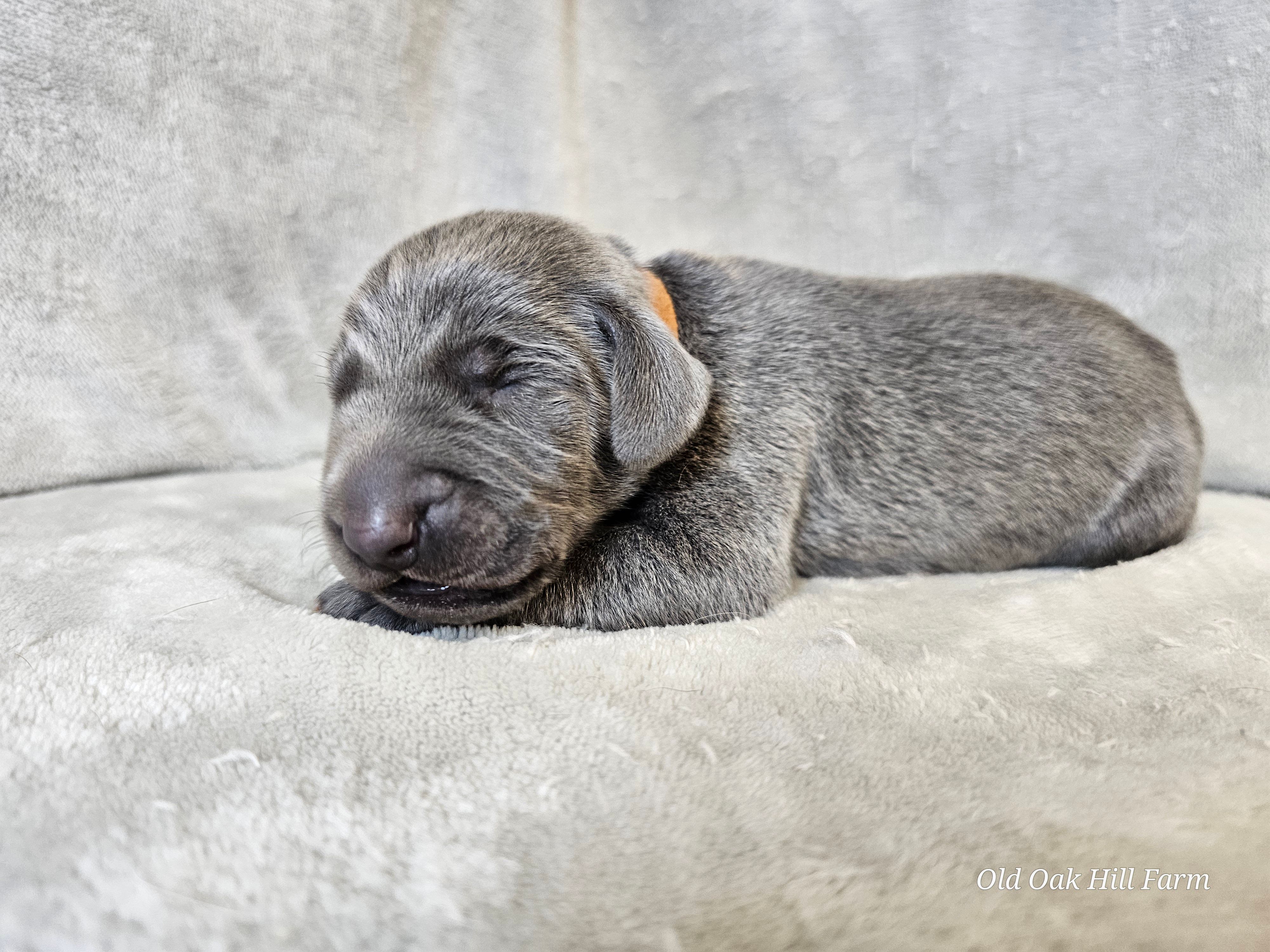 Chance – Weimaraner puppy for sale in Bois D Arc, MO