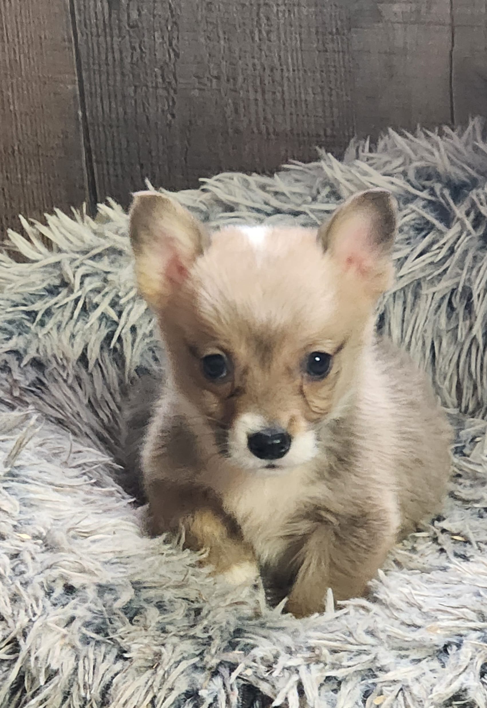 male corgi  – Pembroke Welsh Corgi puppy for sale in Glencoe, OK