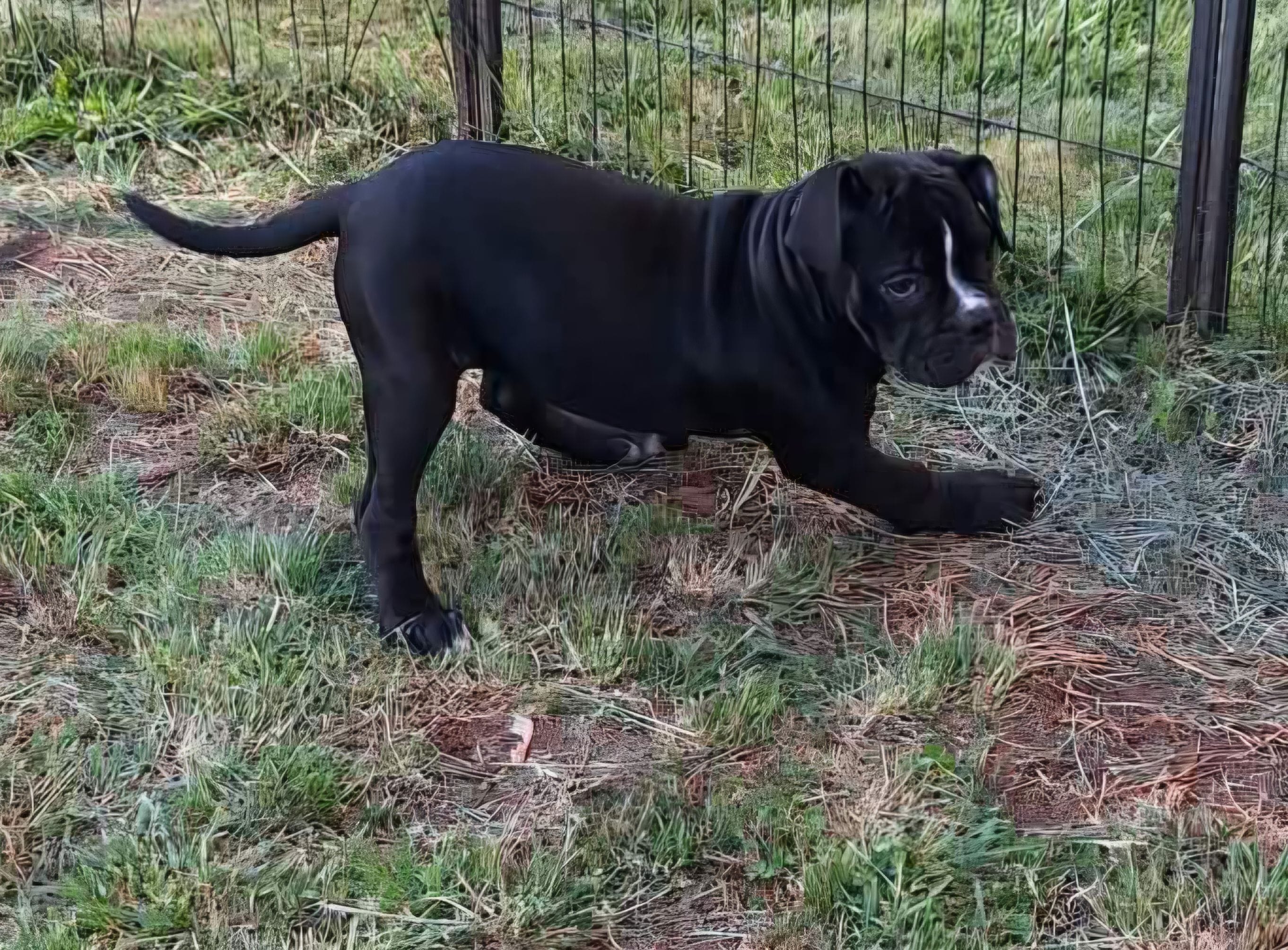 Xena – American Bulldog puppy for sale in Lynchburg, VA