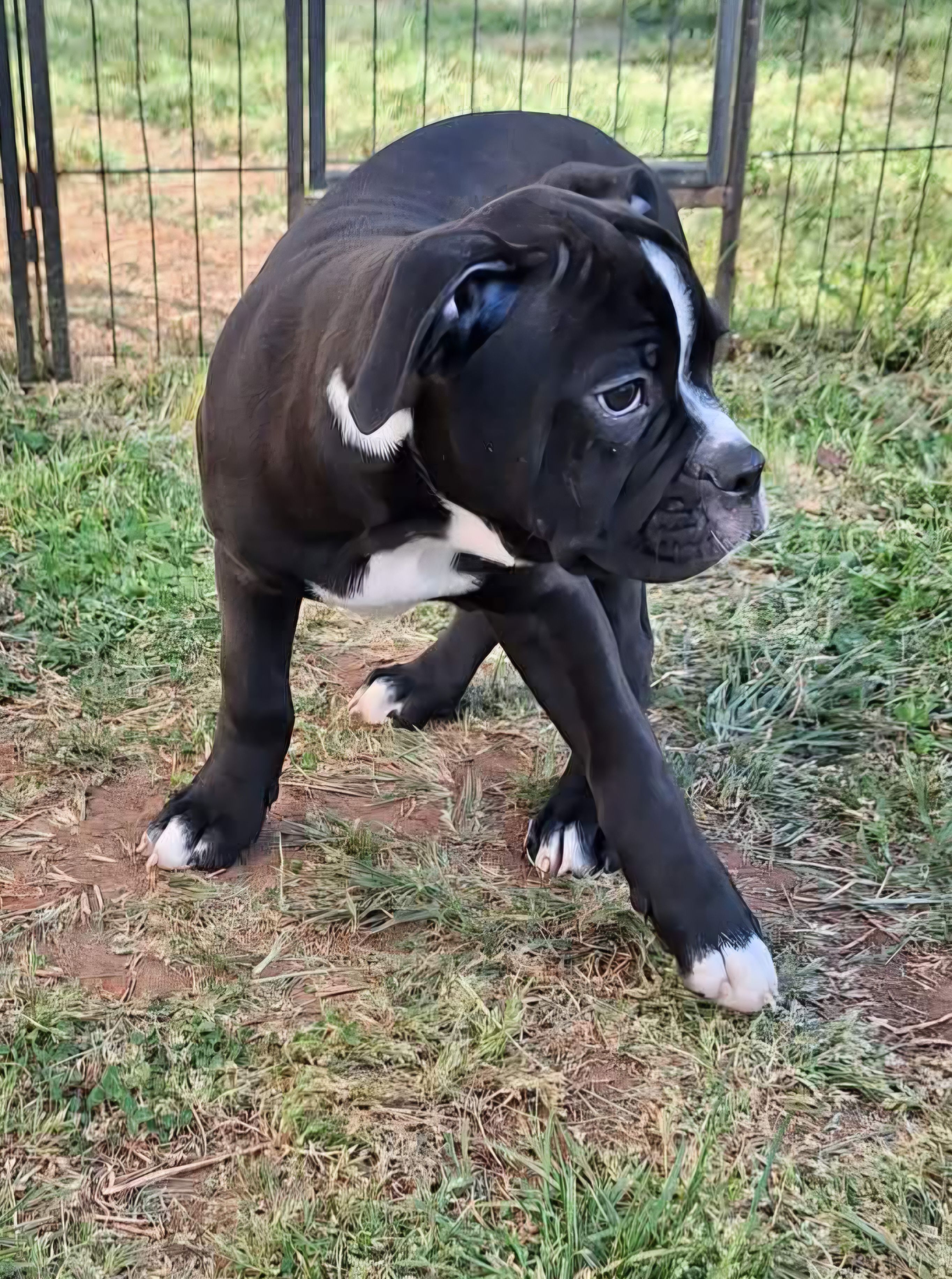 Miracle, a female American Bulldog for sale in Lynchburg, VA – Photo 4 of 7