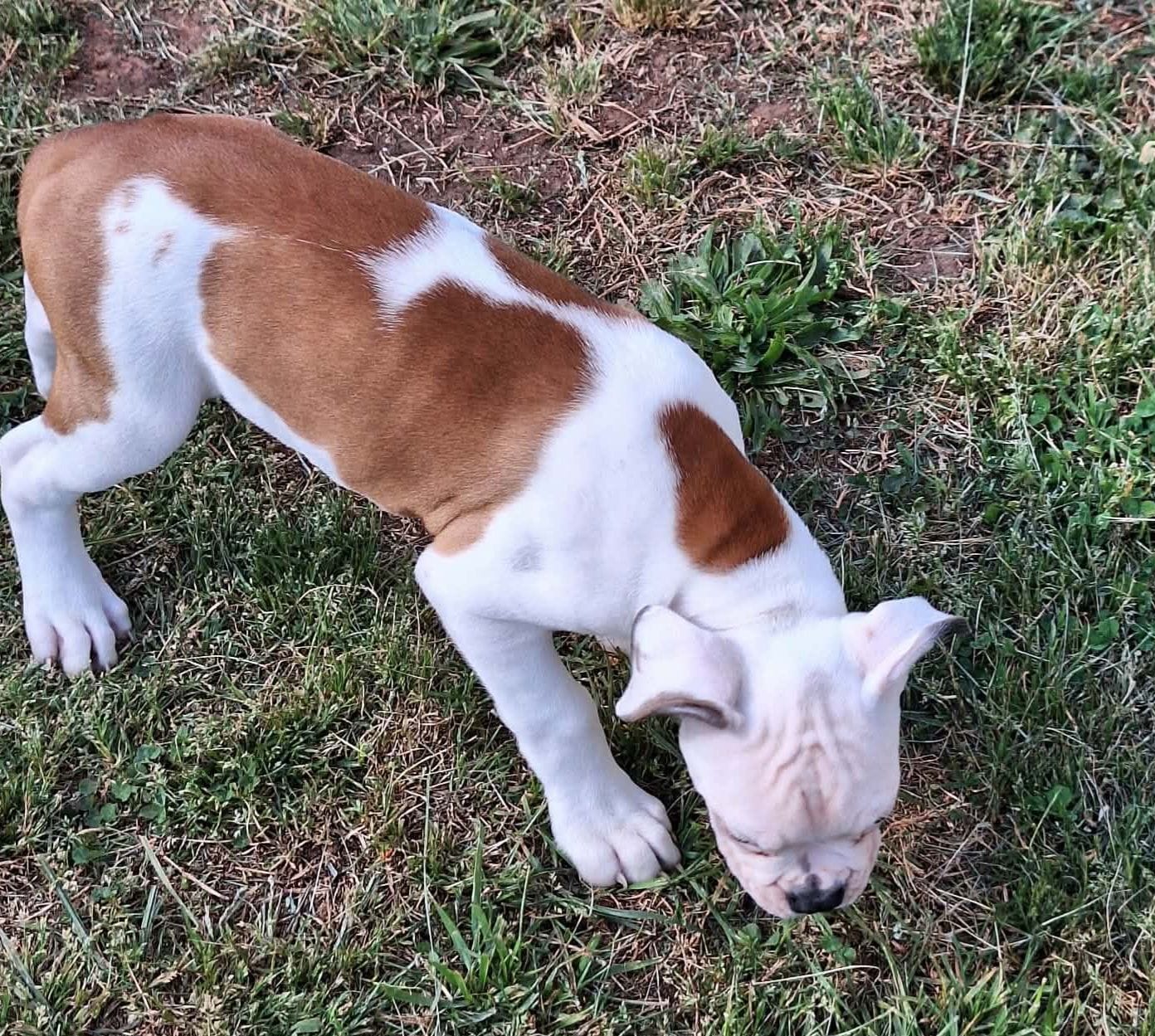 Titan, a male American Bulldog for sale in Lynchburg, VA – Photo 5 of 6