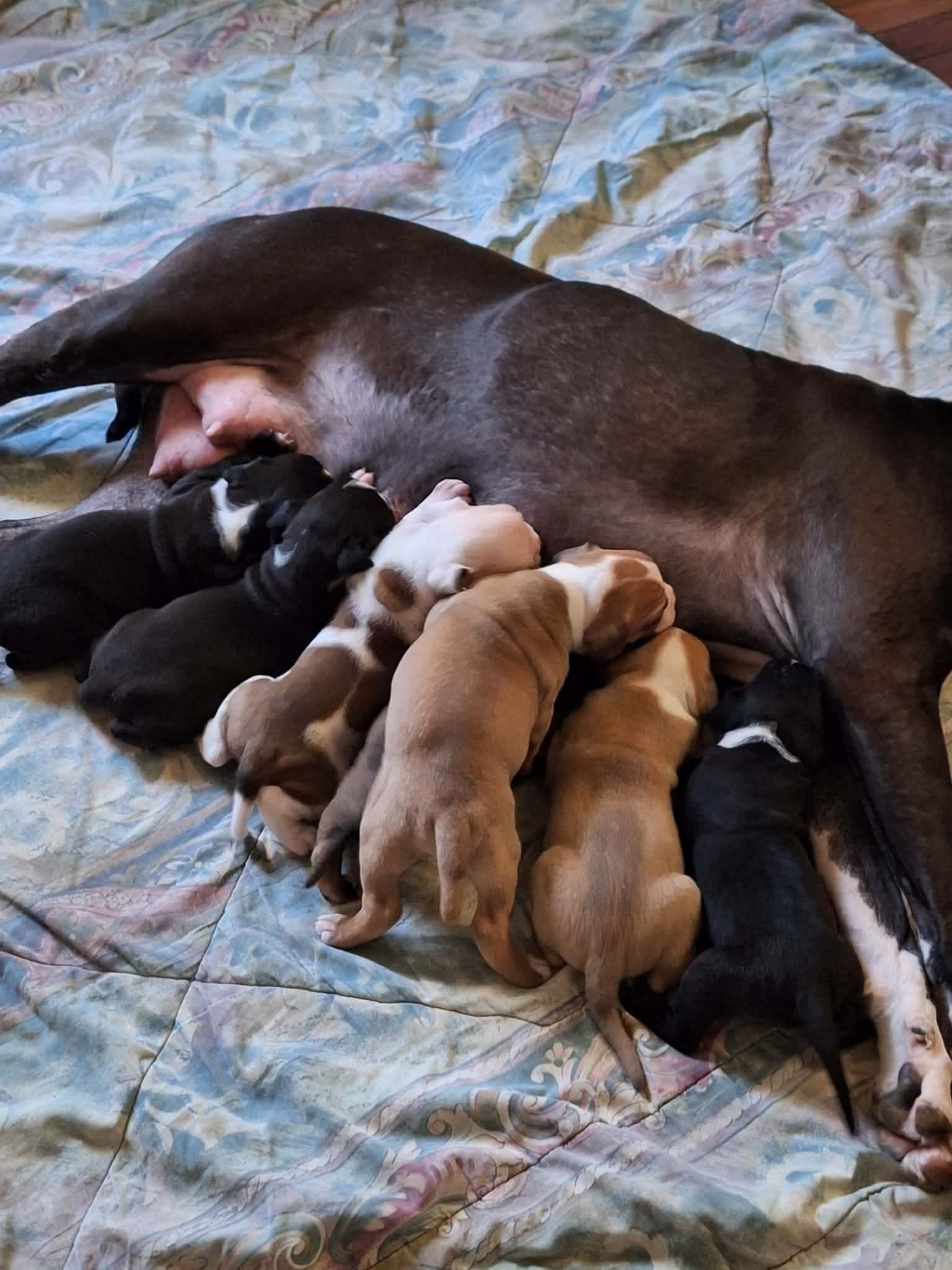 Smokey – American Bulldog puppy for sale in Lynchburg, VA