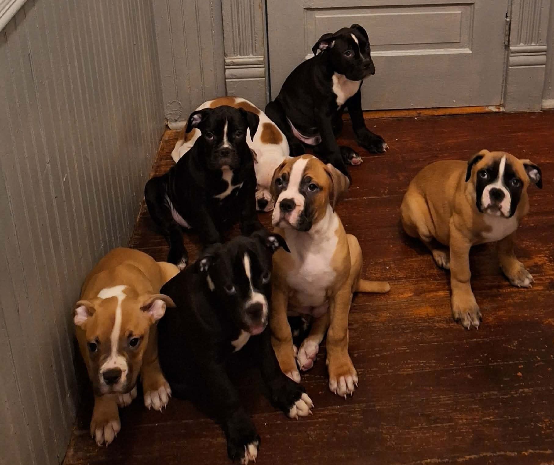 Miracle, a female American Bulldog for sale in Lynchburg, VA – Photo 3 of 7