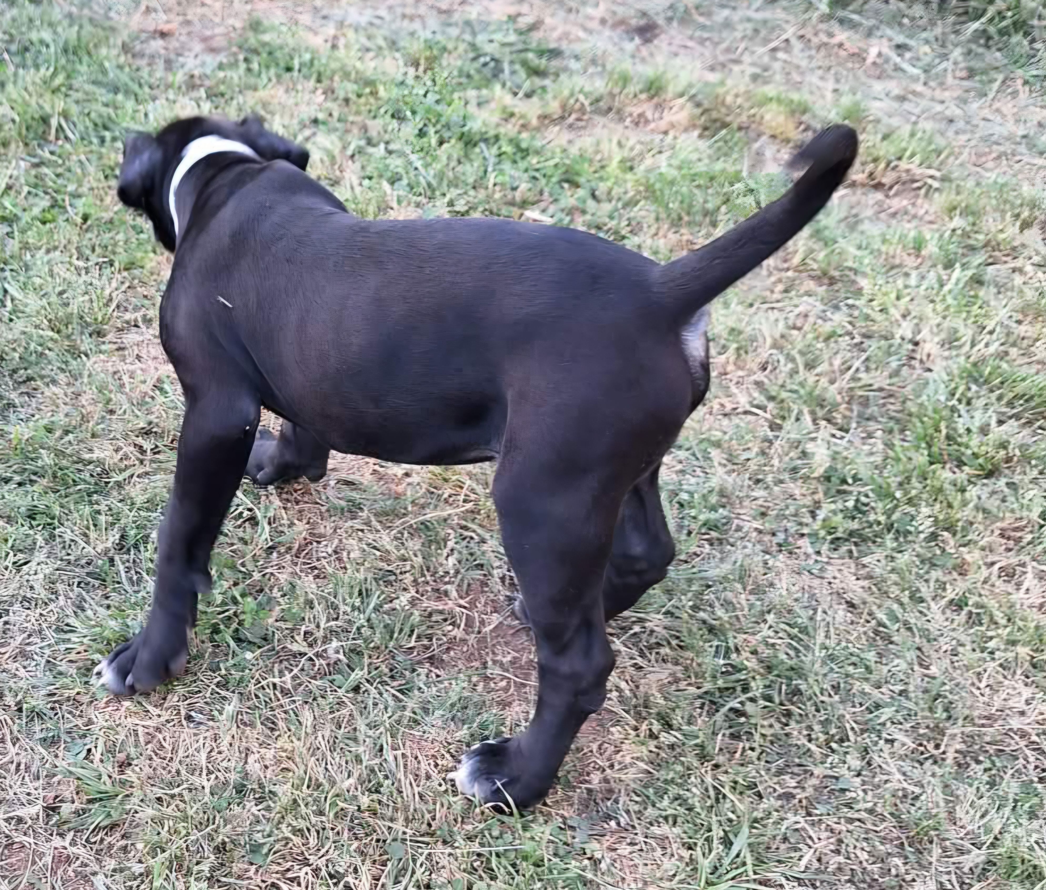 Xena, a female American Bulldog for sale in Lynchburg, VA – Photo 2 of 7