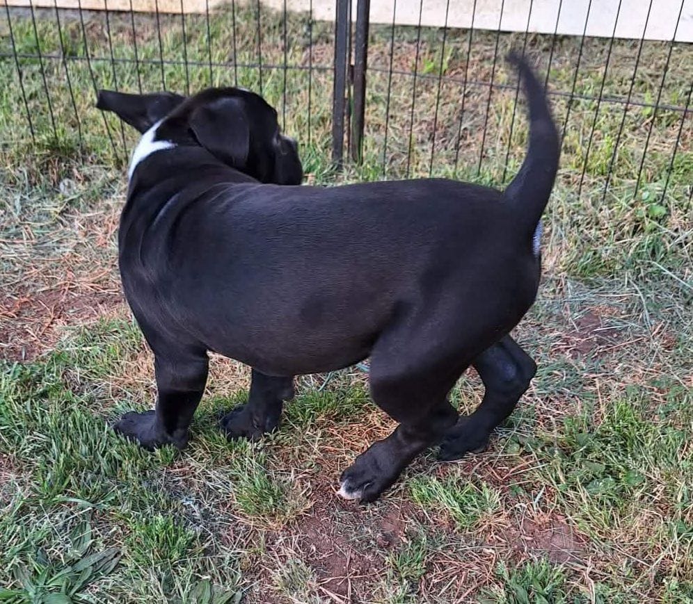 Smokey, a male American Bulldog for sale in Lynchburg, VA – Photo 4 of 7