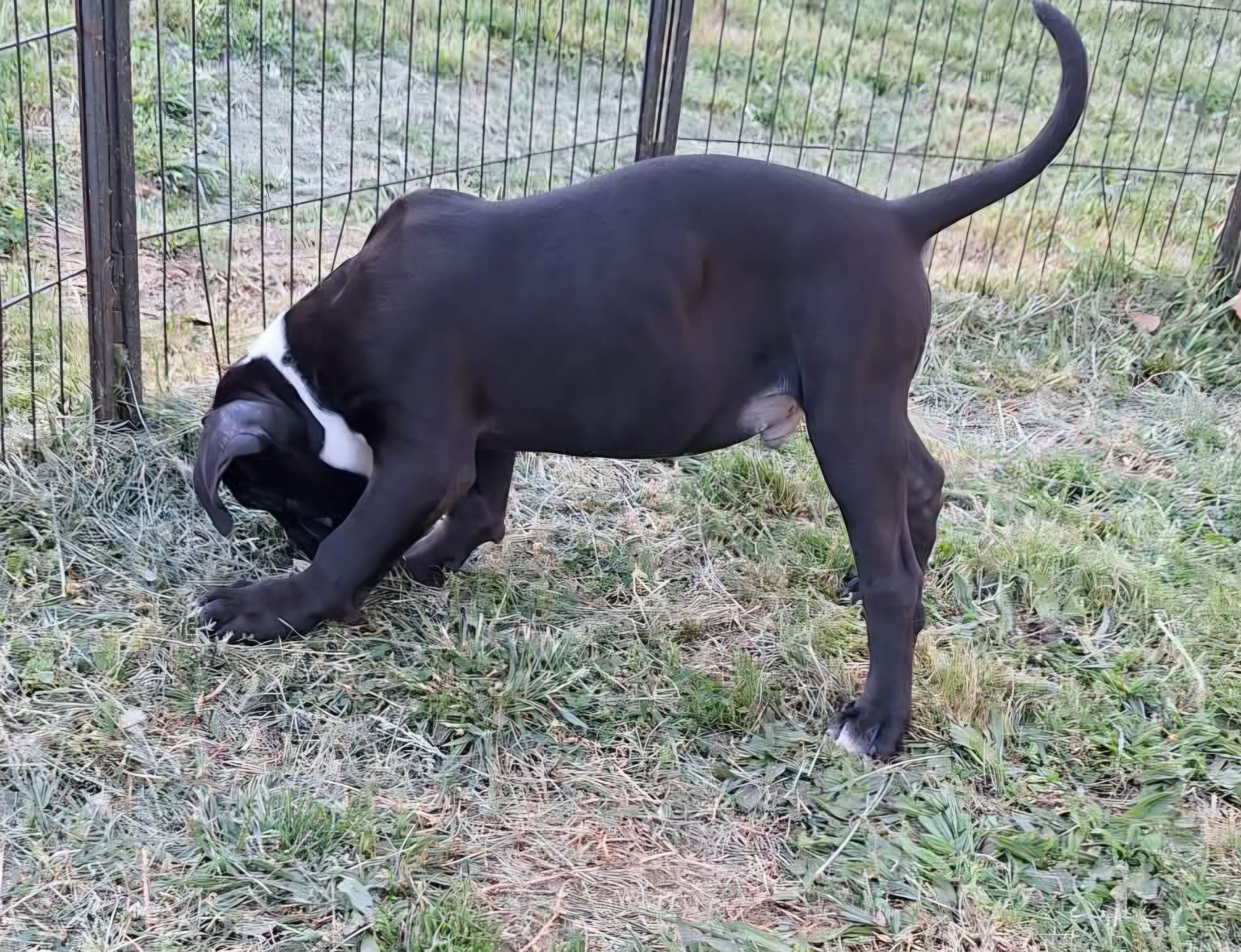 Smokey, a male American Bulldog for sale in Lynchburg, VA – Photo 6 of 7