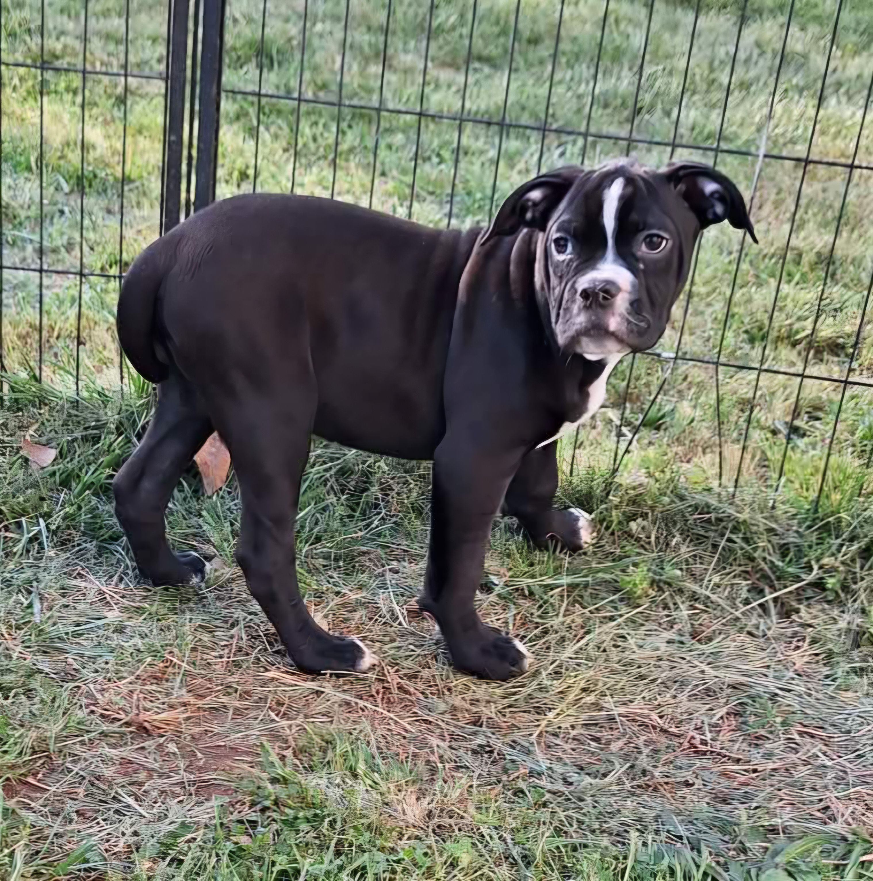 Miracle – American Bulldog puppy for sale in Lynchburg, VA